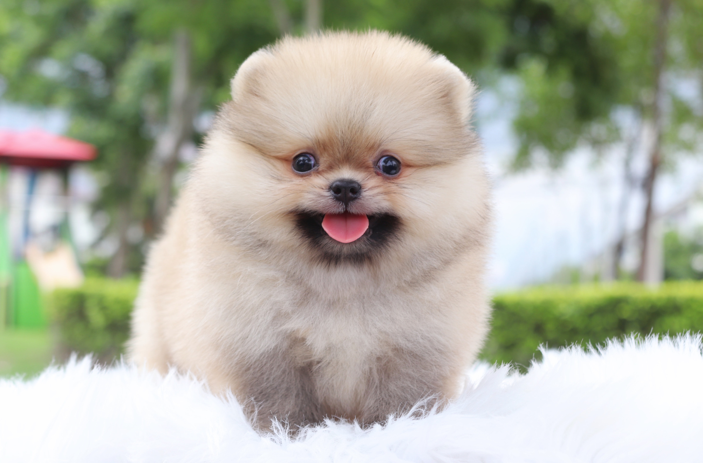 ปอมเมอเรเนียน เพศผู้ สีส้ม เกรดโชว์