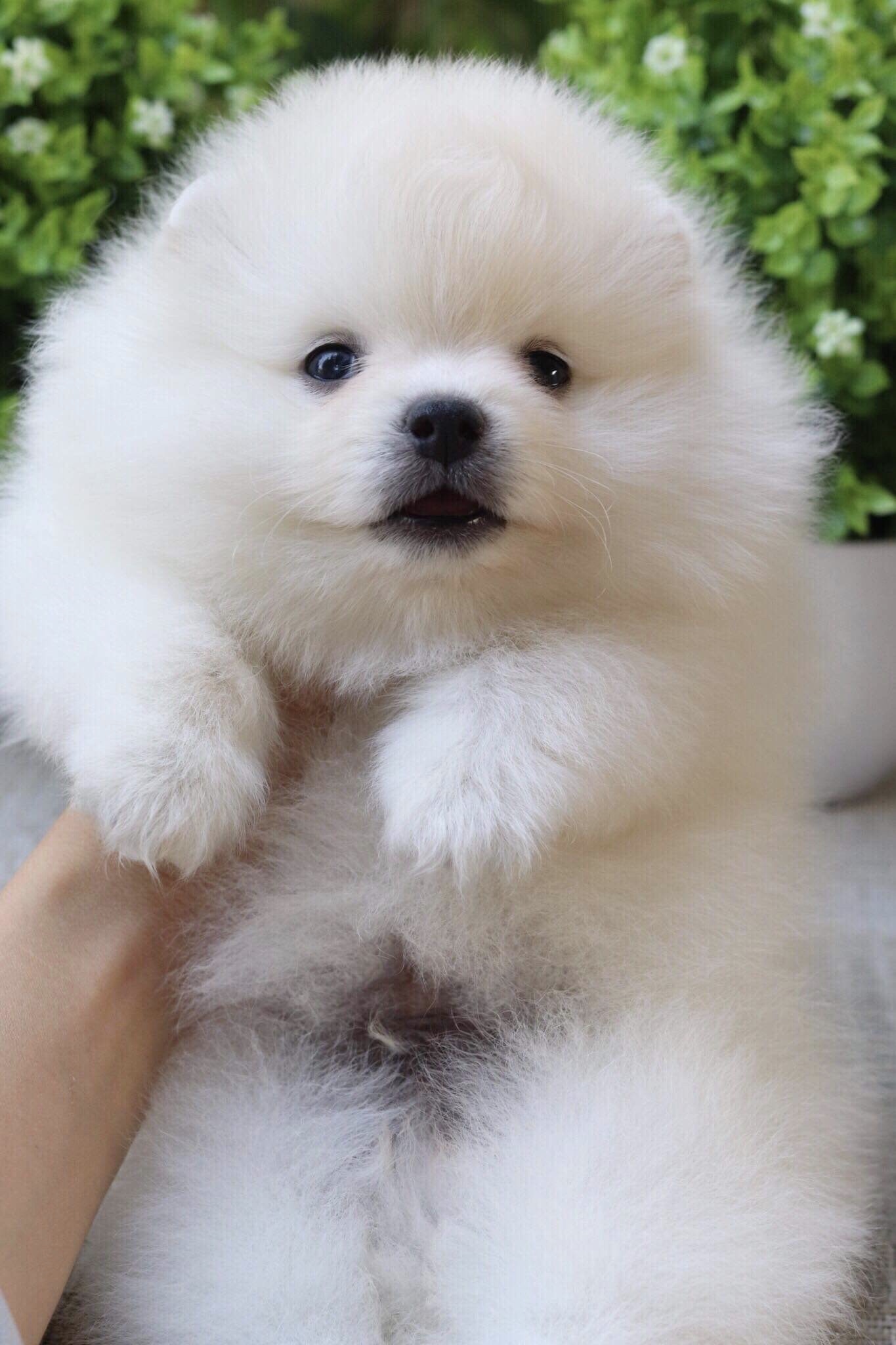 ปอมเมอเรเนียน เพศผู้