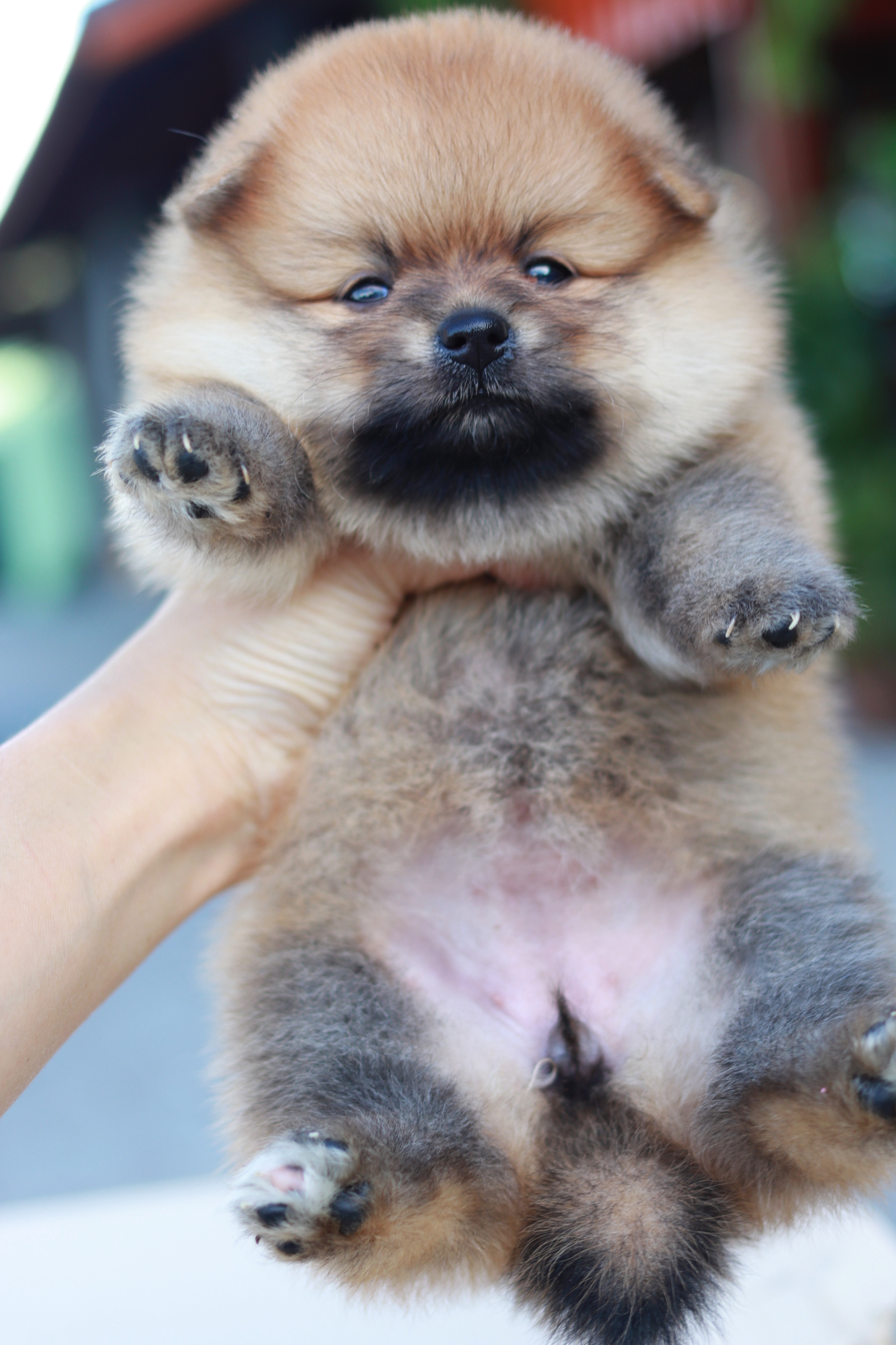 ปอมเมอเรเนียน เพศเมียสีส้ม ขนแน่น