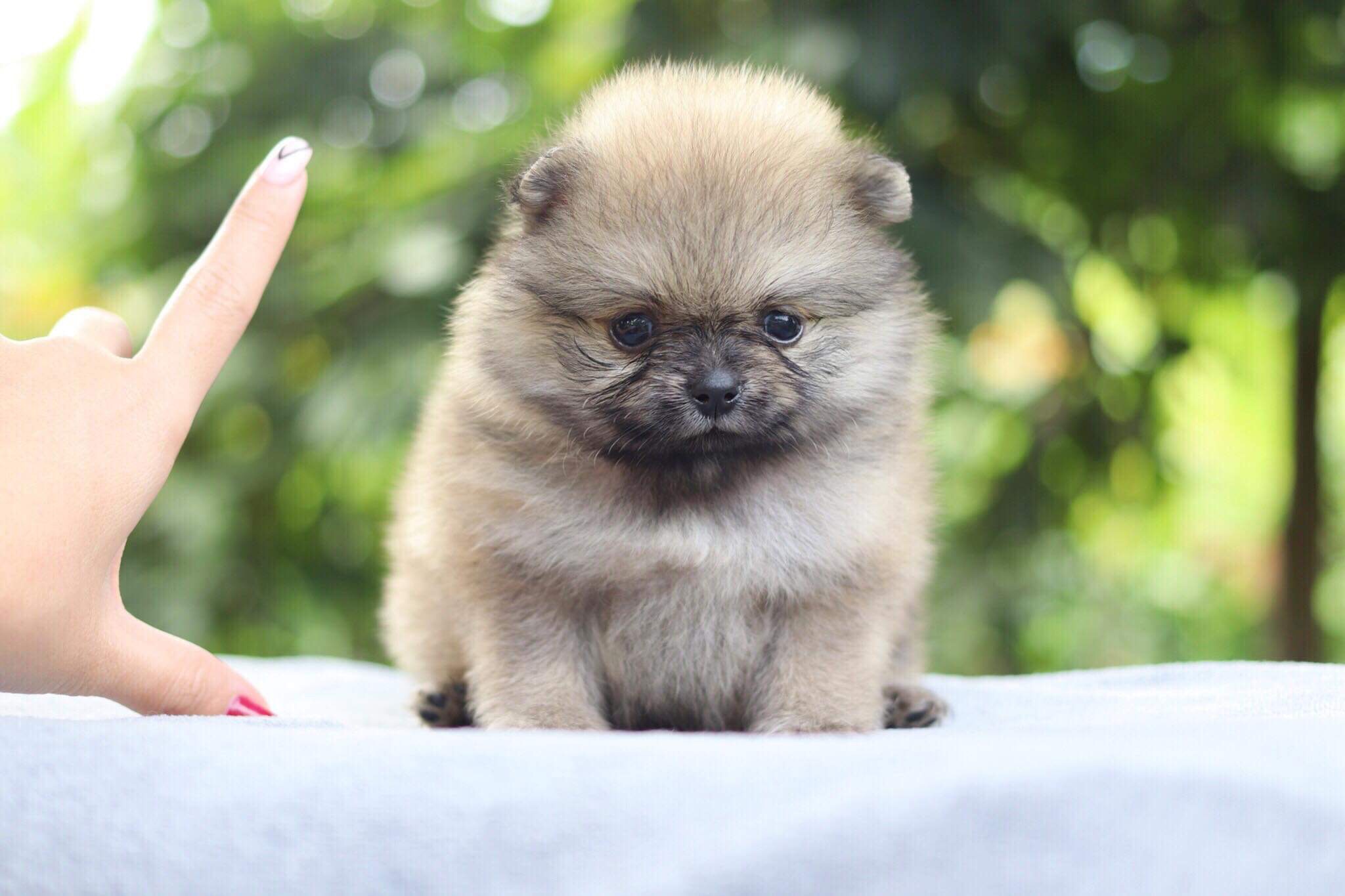 ปอมเมอเรเนียน เพศเมีย