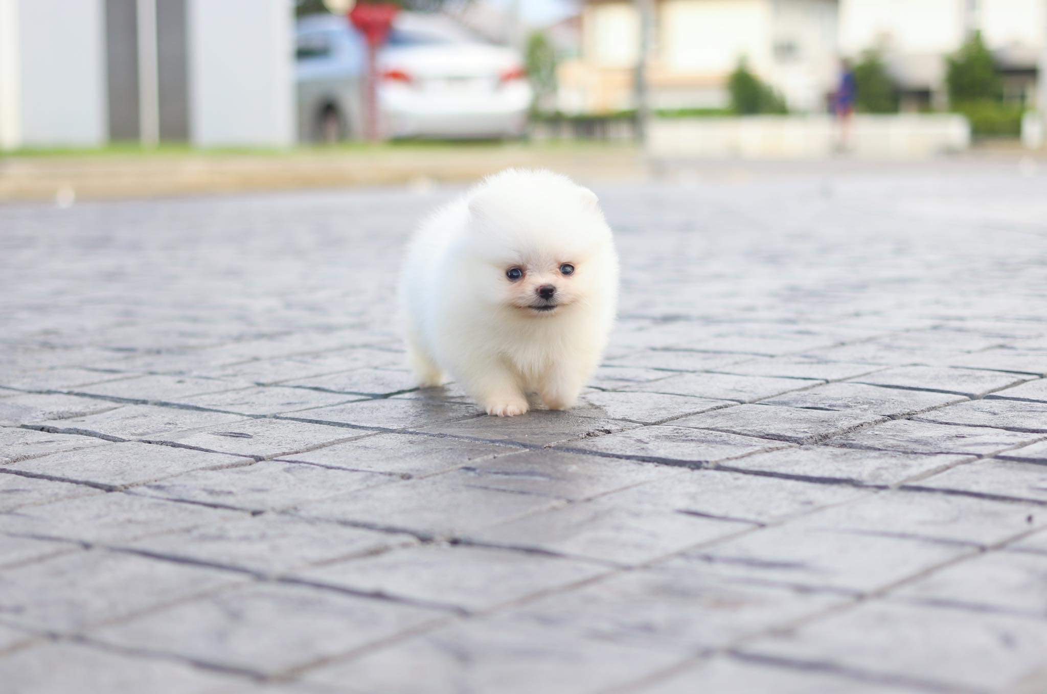 ปอมเมอเรเนียน เพศเมีย สีขาวครีม ไซด์ทีคัพ เกรดโชว์