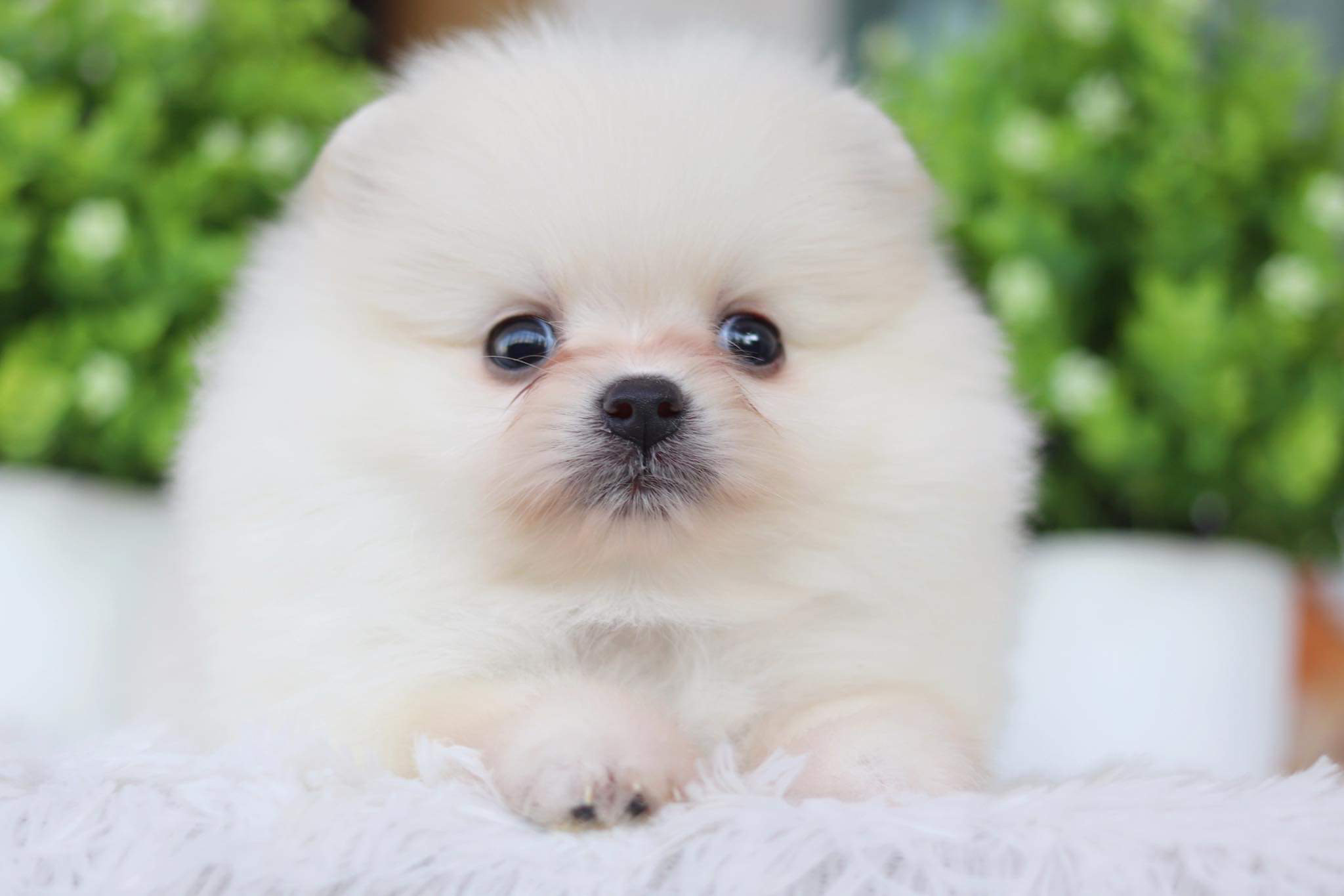 ปอมเมอเรเนียน เพศเมีย