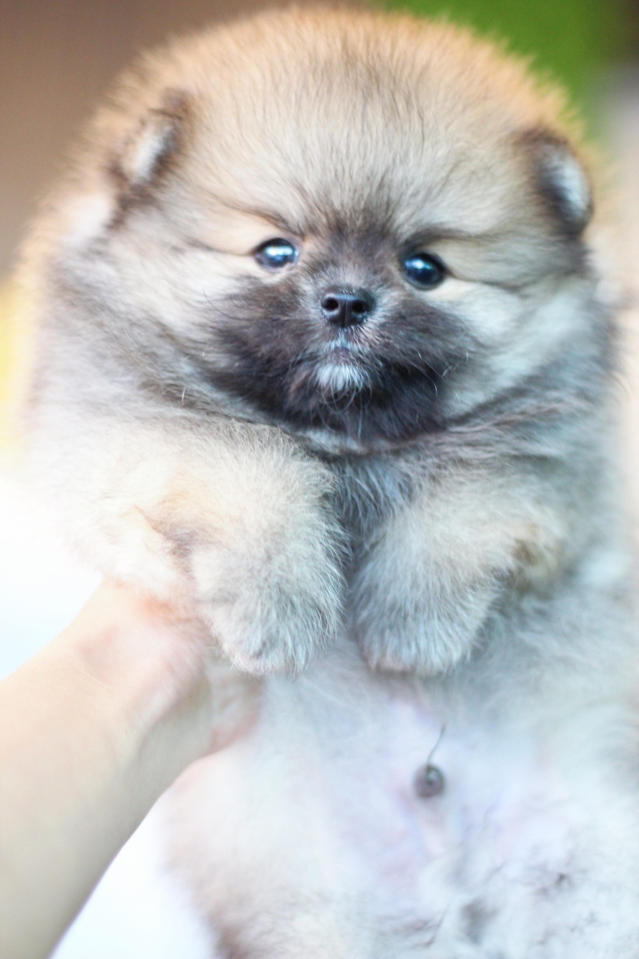 ปอมเมอเรเนียน เพศผู้ สีส้ม