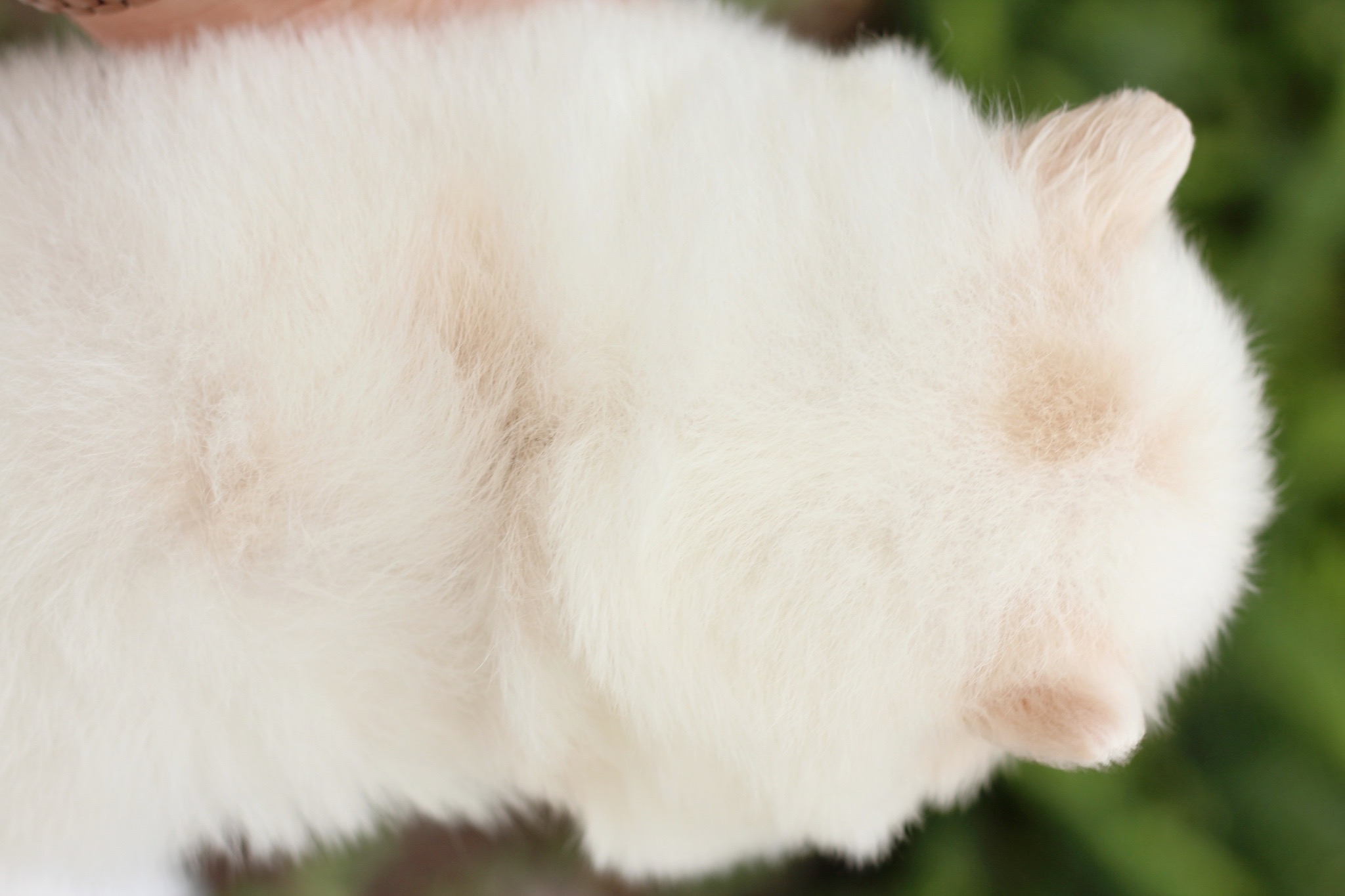 ปอมเมอเรเนียน เพศผู้ สีขาวครีม หน้าฟ็อก