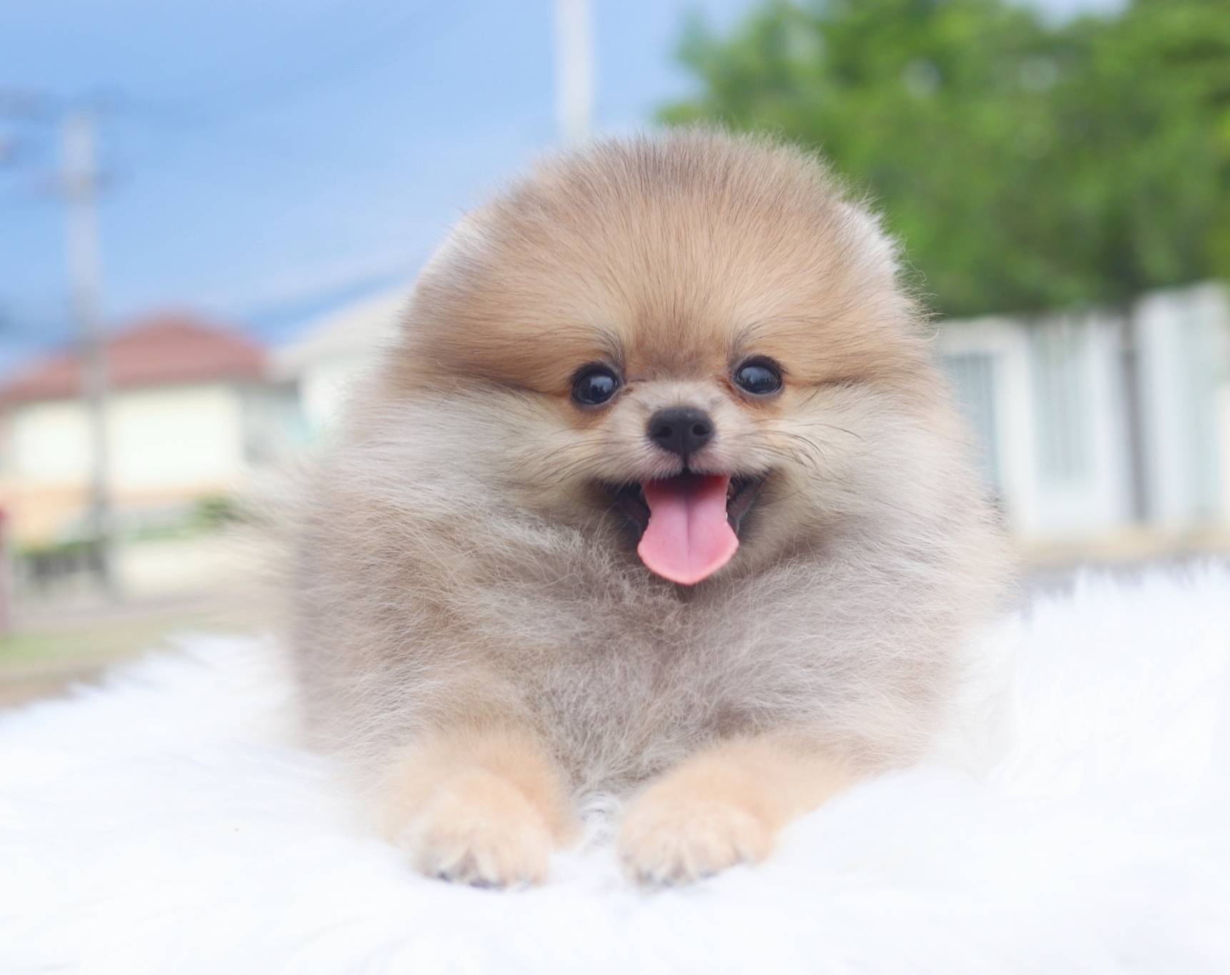 ปอมเมอเรเนียน เพศเมียสีส้ม