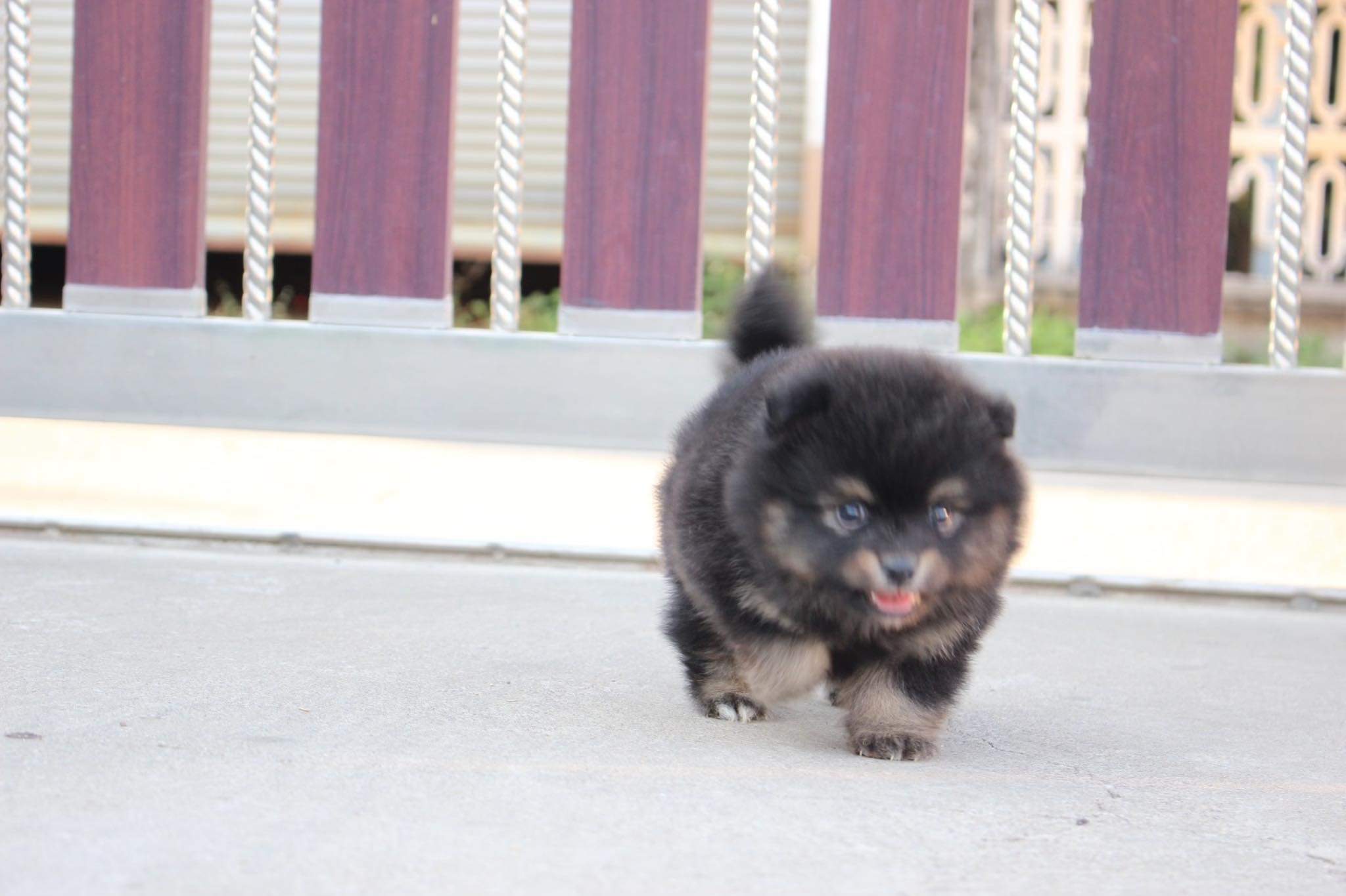 ปอมเมอเรเนียน เพศผู้ แบล็คแทน