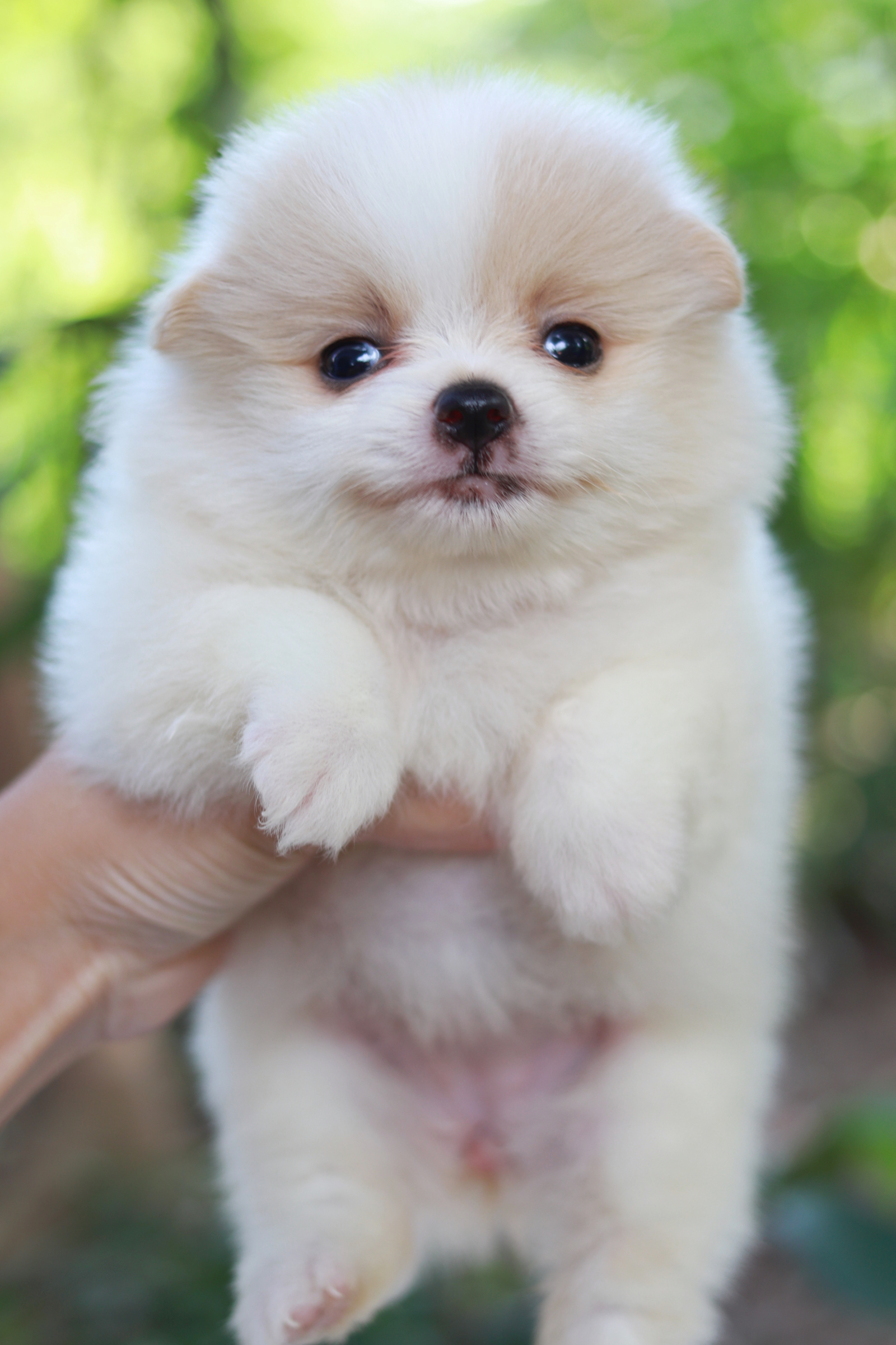 ปอมเมอเรเนียน เพศเมีย ไซส์เล็ก