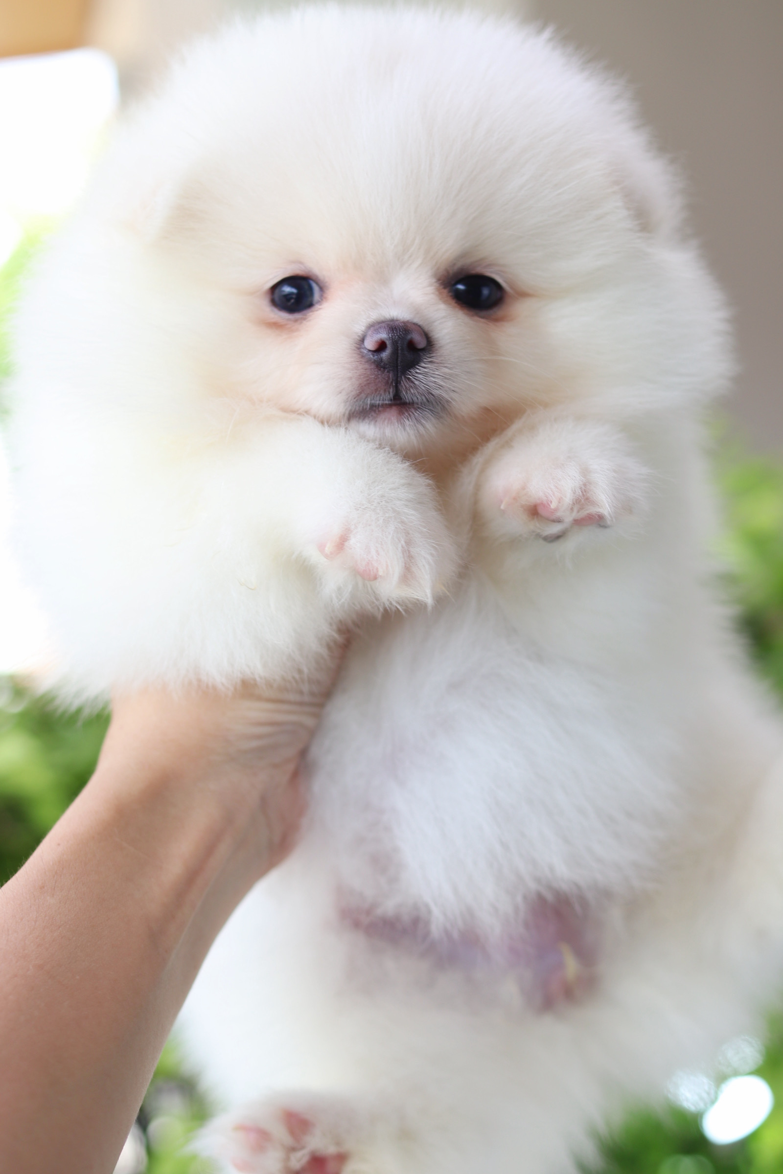 ปอมเมอเรเนียน เพศเมียสีขาวครีม