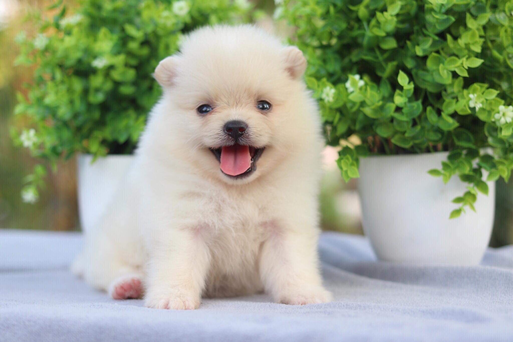 ปอมเมอเรเนียน เพศเมีย