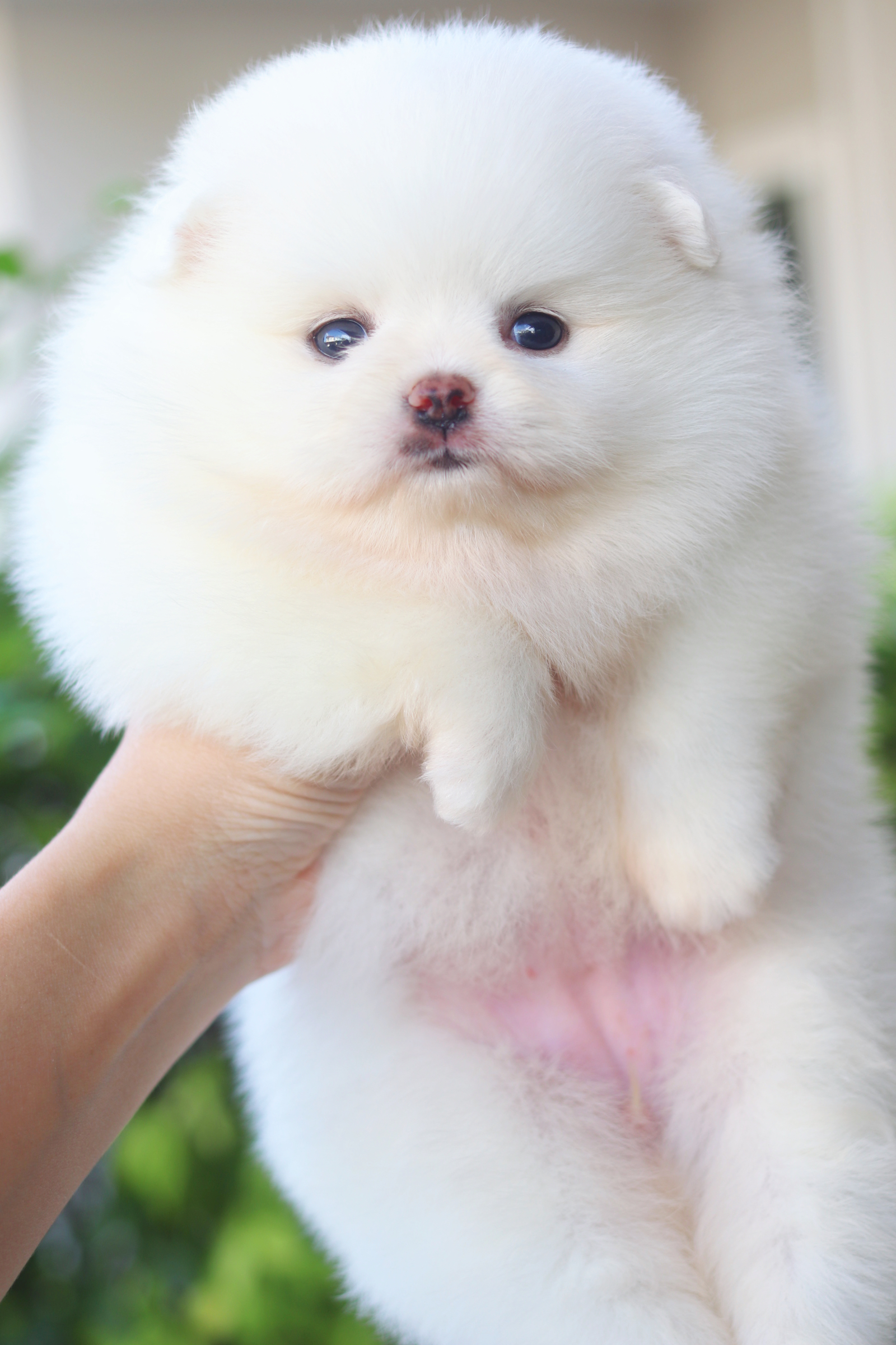 ปอมเมอเรเนียน เพศเมียสีขาวครีมเกรดโชว์