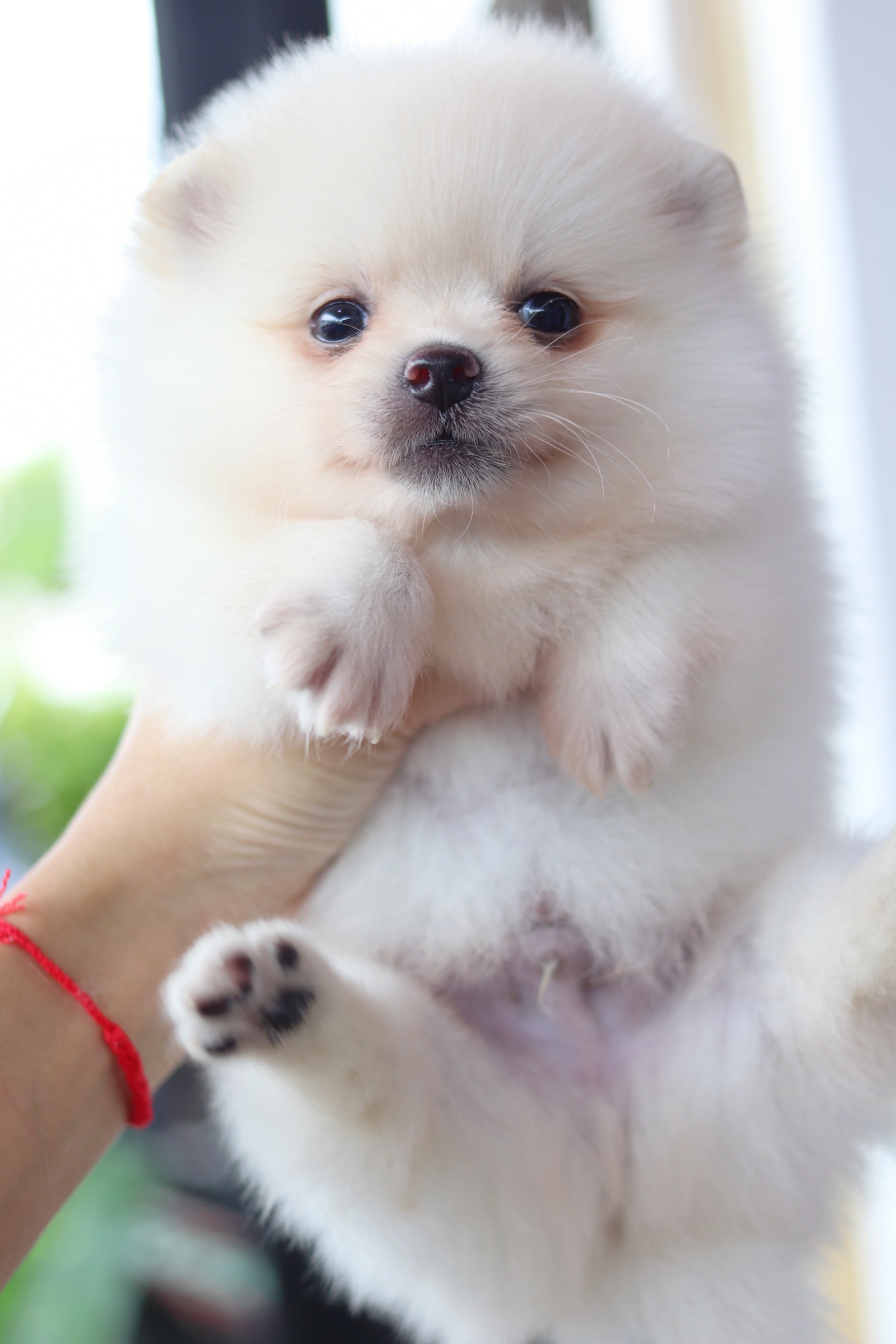 ปอมเมอเรเนียน เพศผู้ขาวครีม