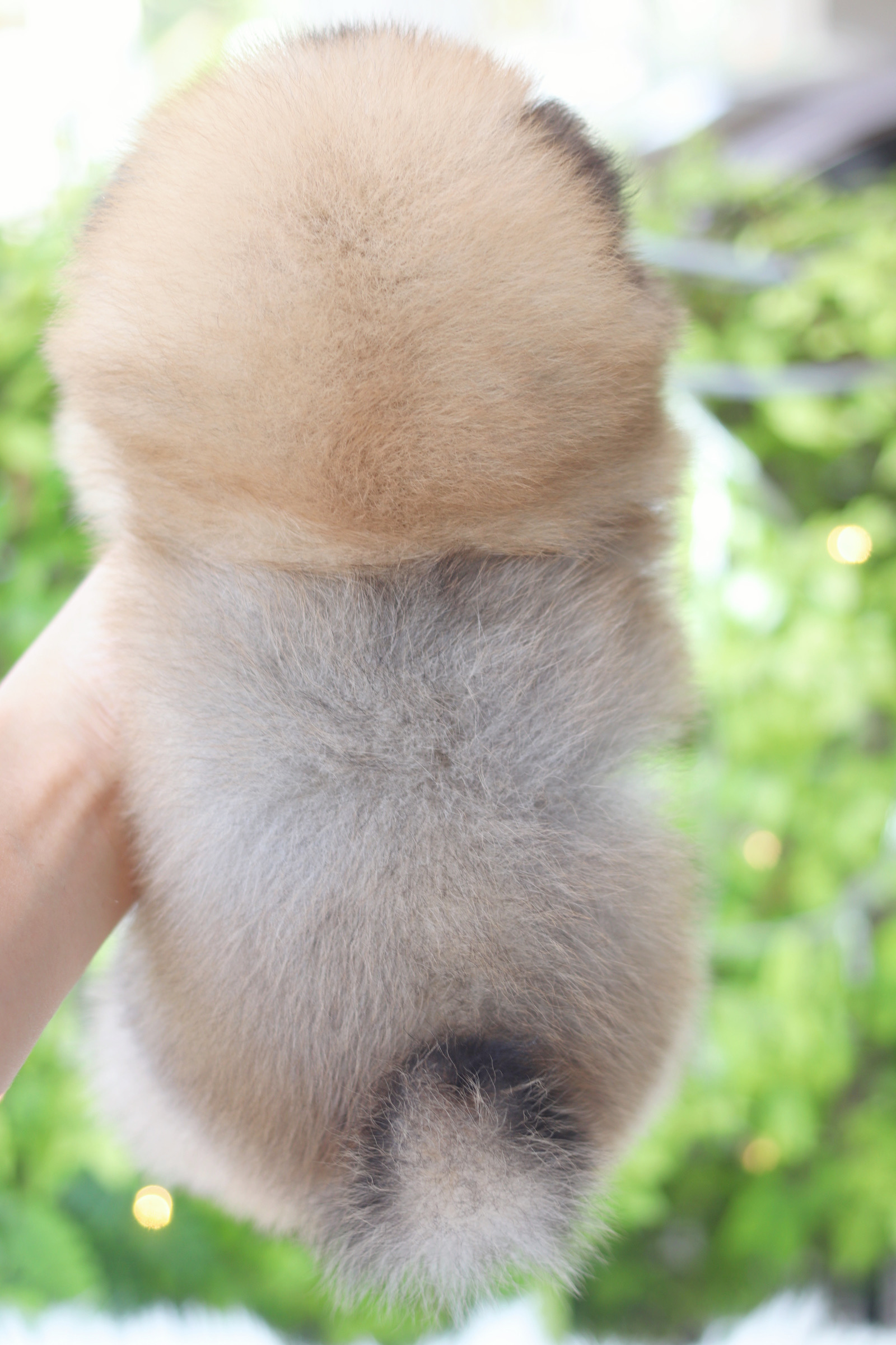 ปอมเมอเรเนียน เพศผู้สีส้ม