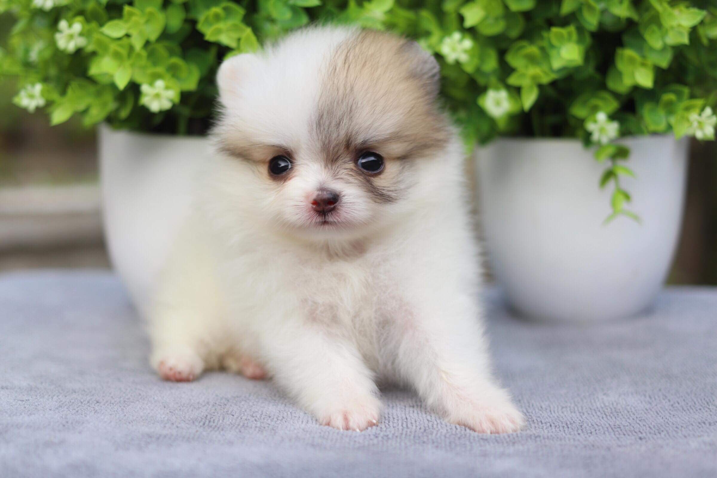 ปอมเมอเรเนียน เพศเมีย