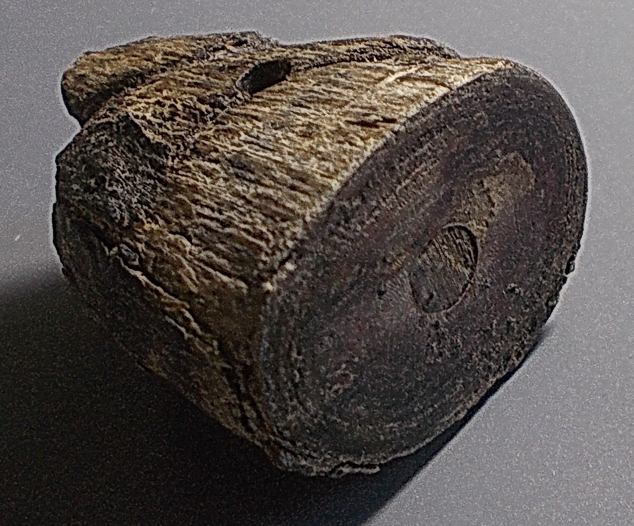 เสือไม้แกะเก่าอุดกริ่ง ไม่ทราบที่