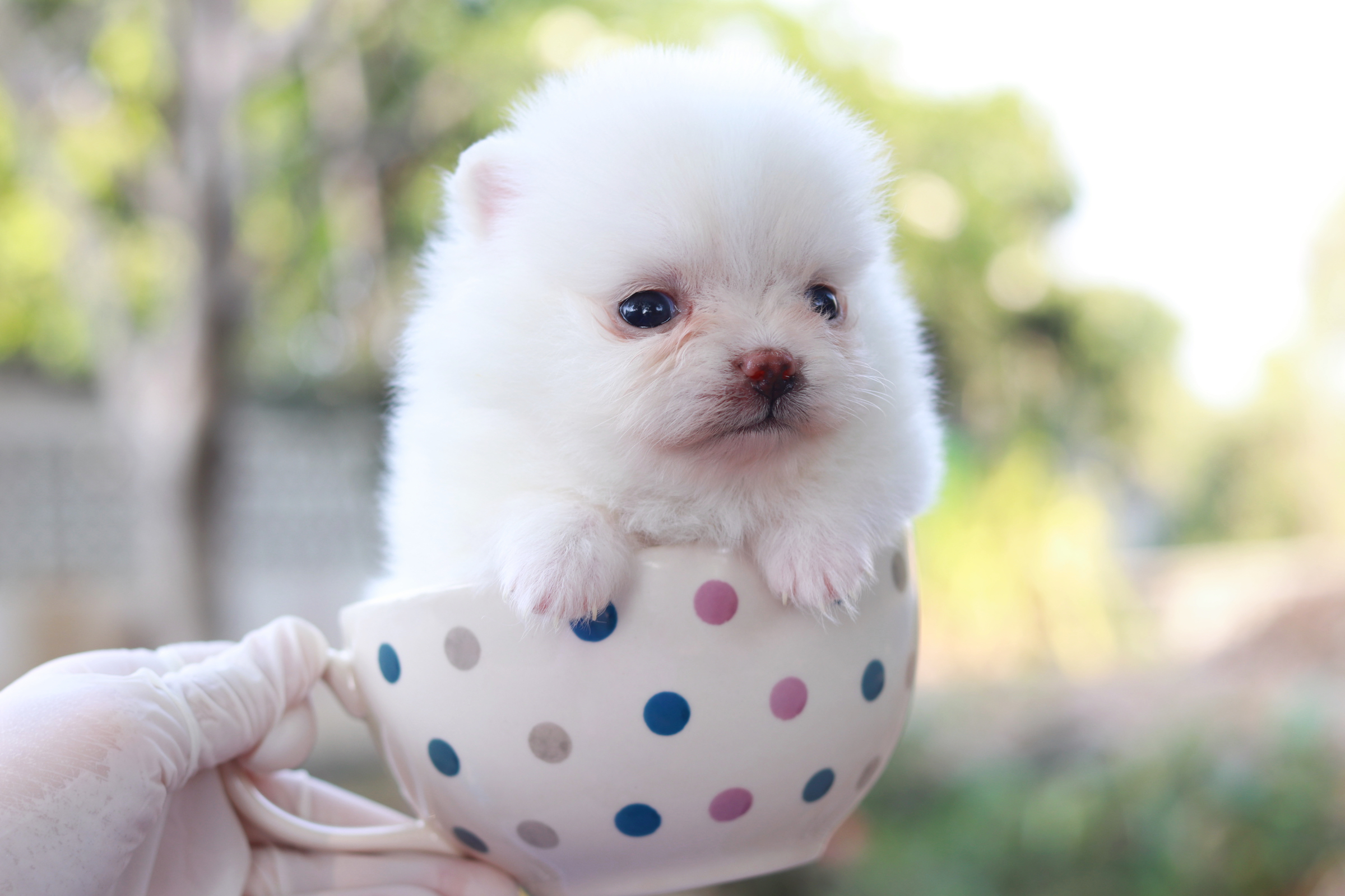 ปอมเมอเรเนียน เพศเมียทีคัพ