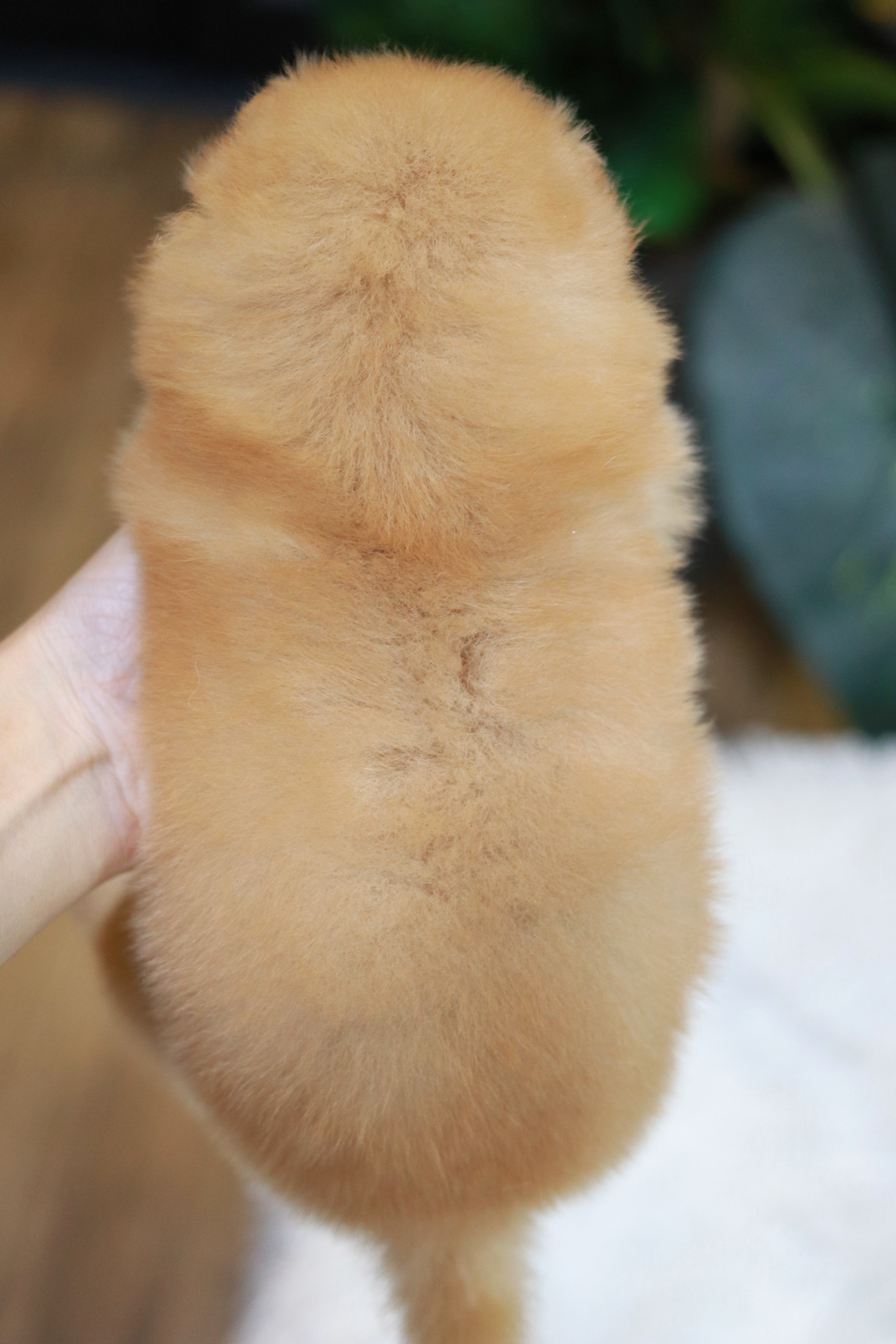 ปอมเมอเรเนียน เพศเมีย สีครีมหน้าฟ็อก