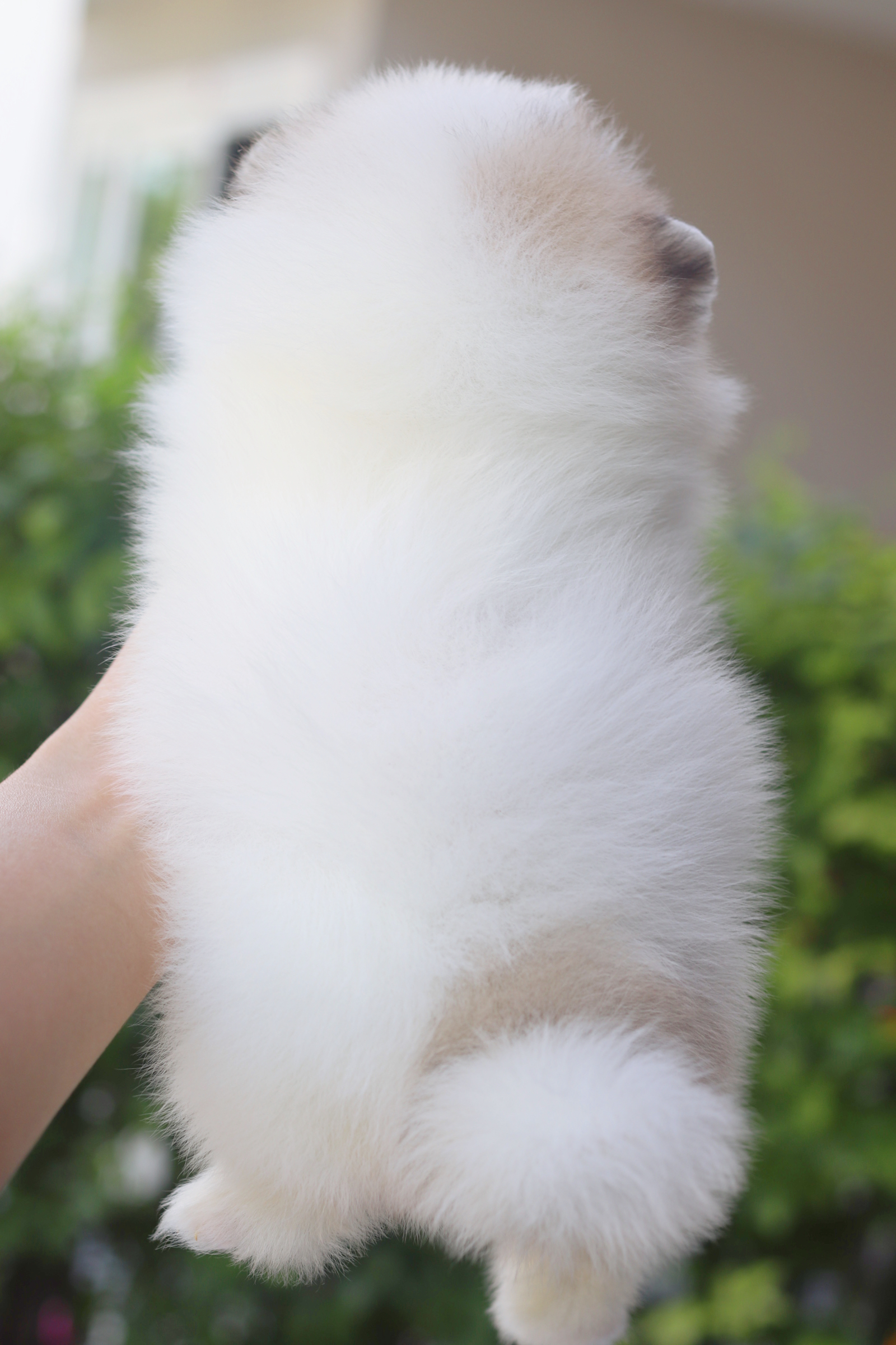 ปอมเมอเรเนียน เพศเมียสีแฟนซี