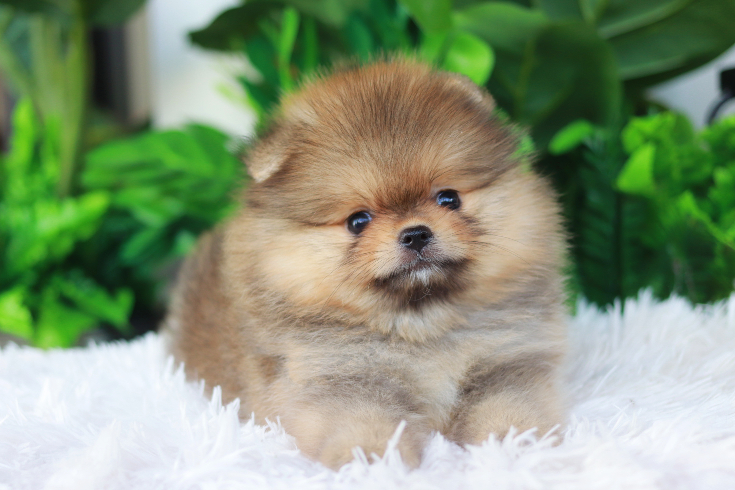 ปอมเมอเรเนียน เพศผู้ เกรดโชว์ สีส้ม