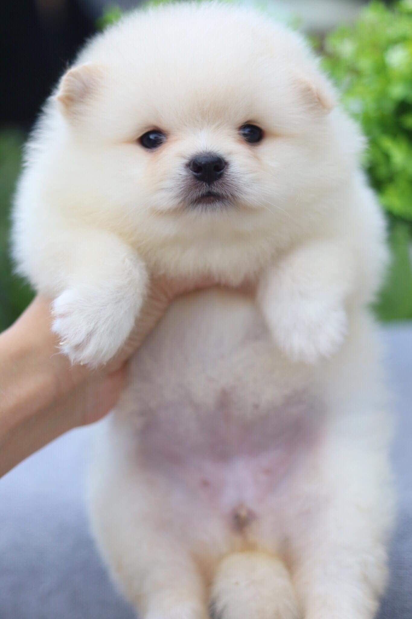 ปอมเมอเรเนียน เพศเมีย