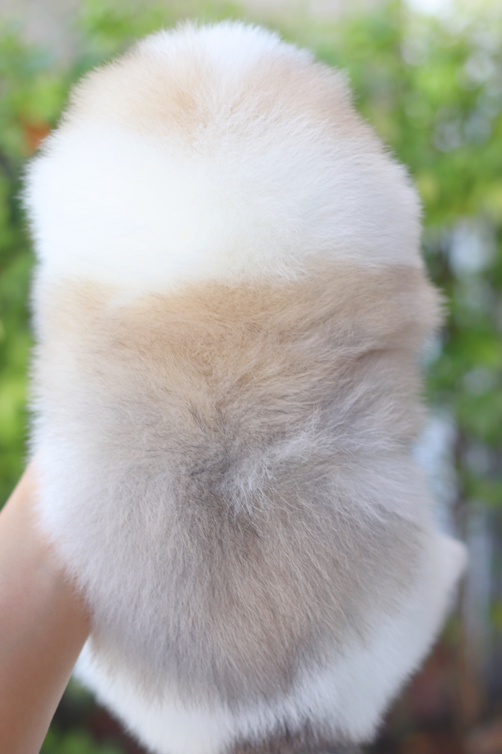 ปอมเมอเรเนียน เพศผู้สีแฟนซี