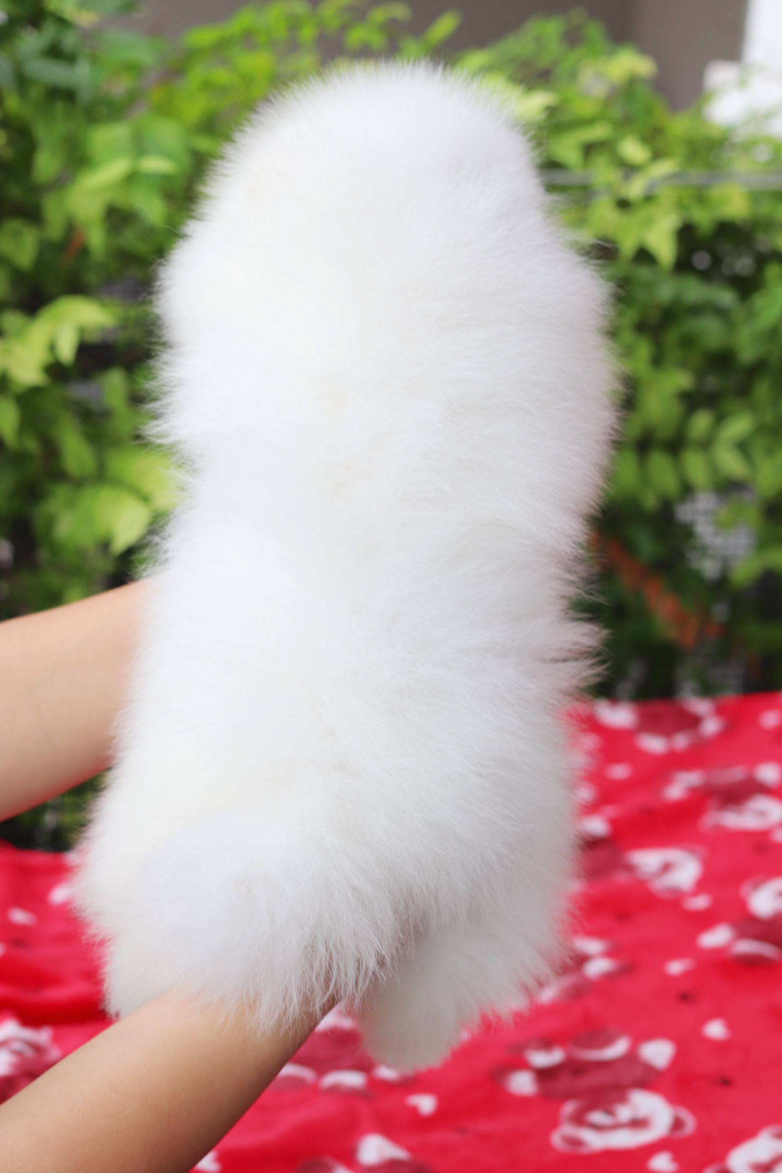 ปอมเมอเรเนียน เพศผู้สีขาวครีม เกรดโชว์