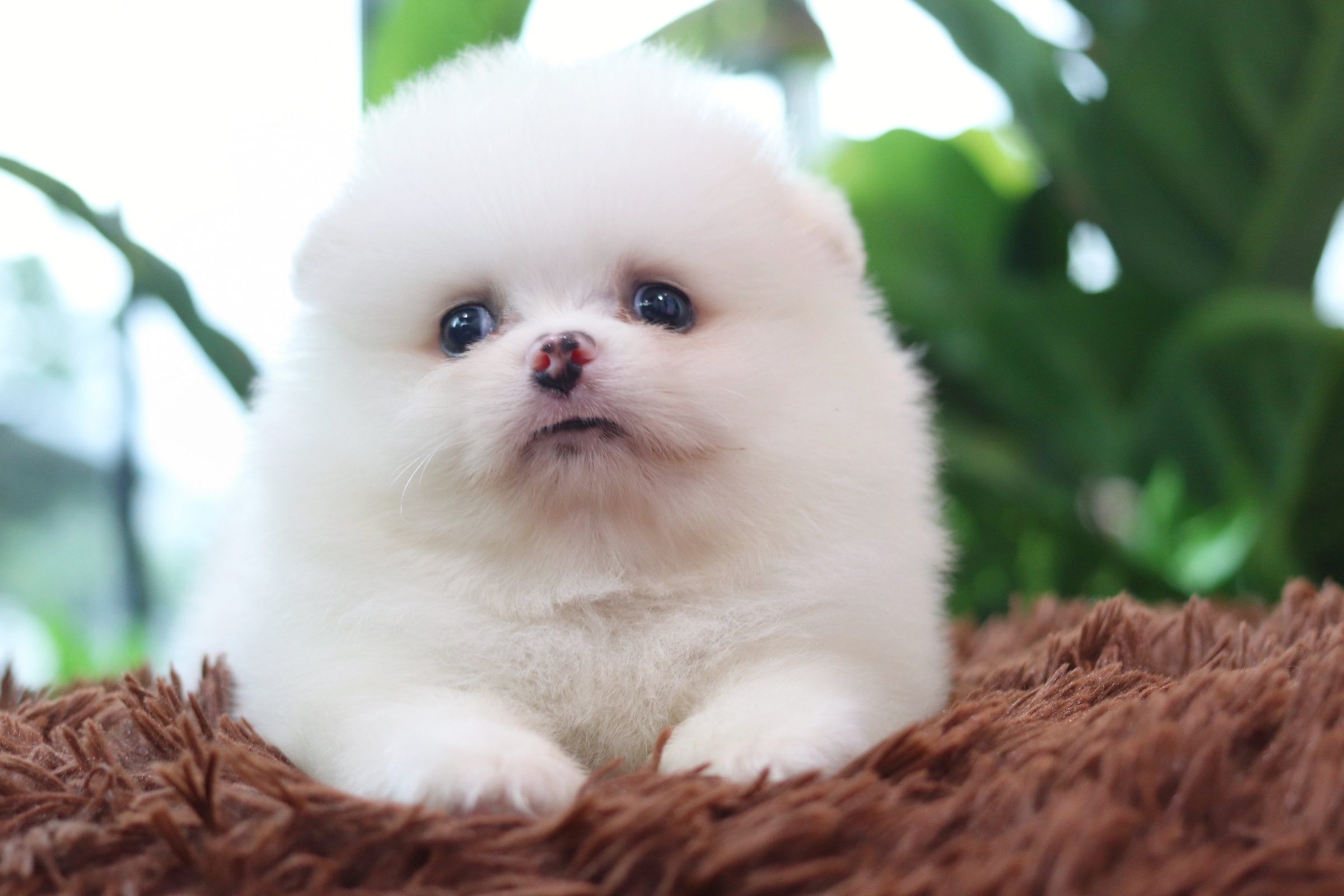 ปอมเมอเรเนียน เพศผู้ สีขาวครีม