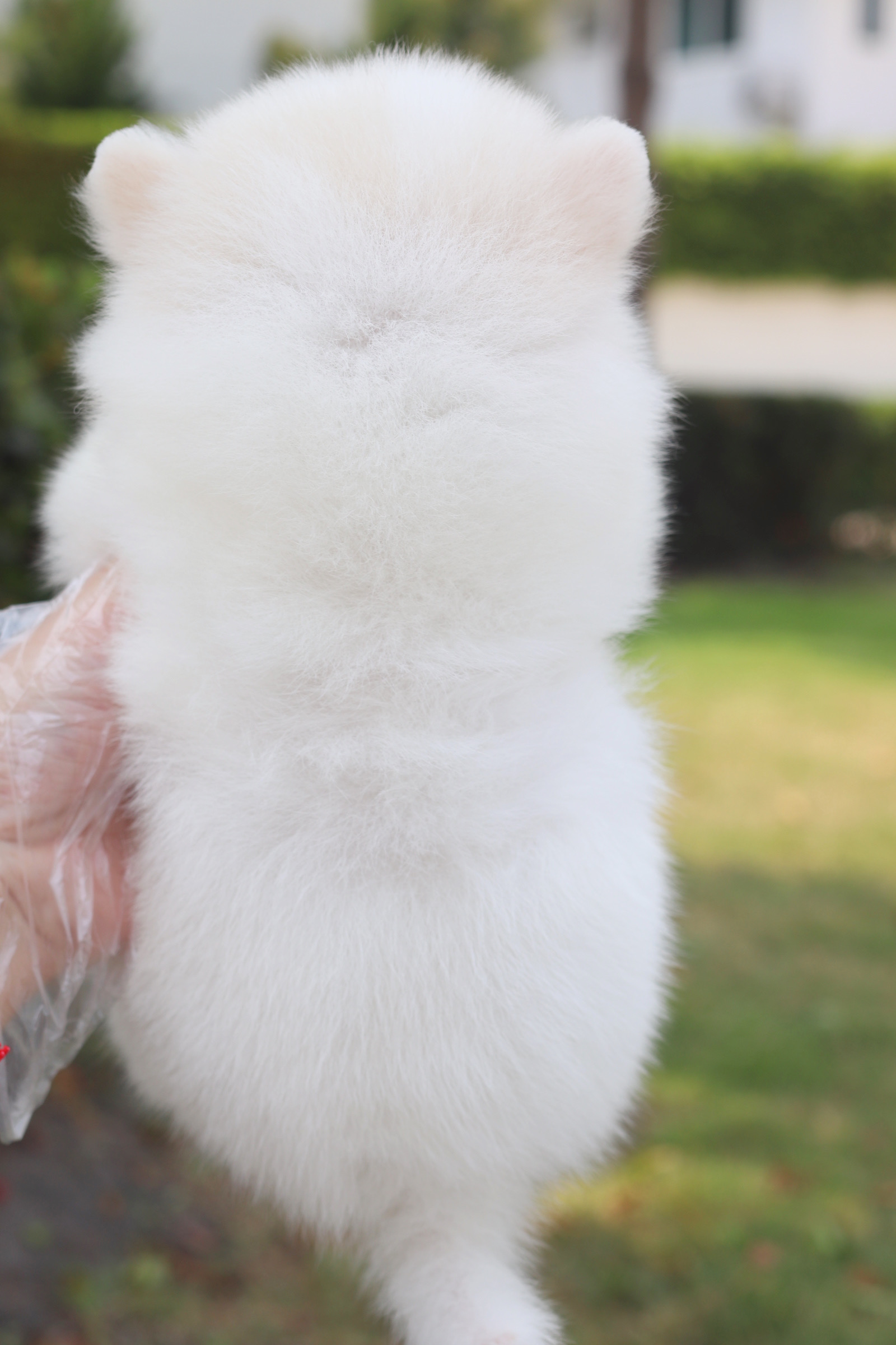 ปอมเมอเรเนียน เพศผู้สีขาวครีม