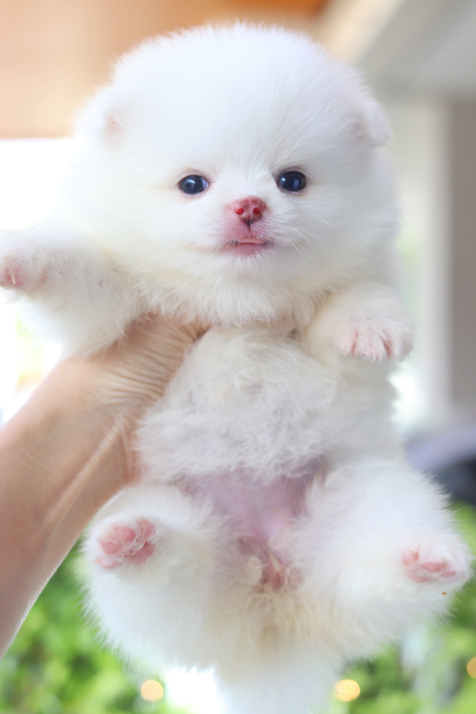 ปอมเมอเรเนียน เพศเมียสีขาวครีม