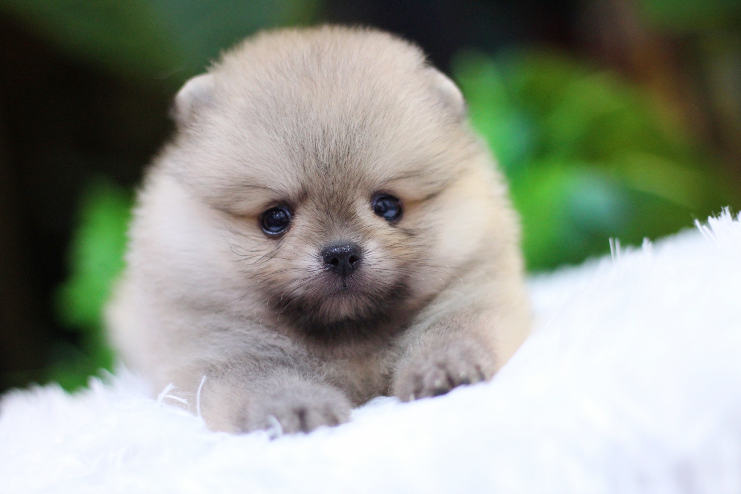 ปอมเมอเรเนียน เพศเมียสีส้ม