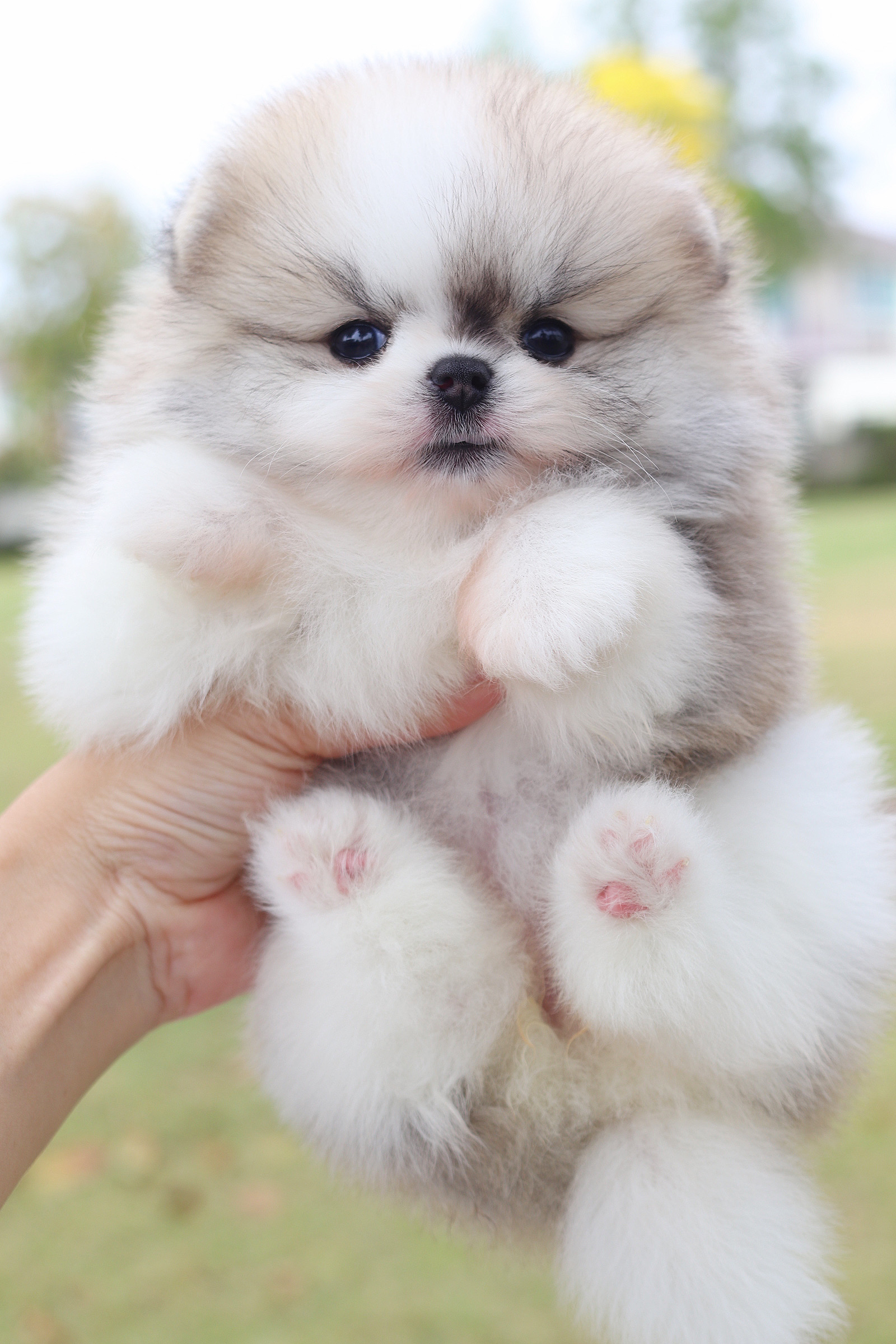 ปอมเมอเรเนียน เพศเมียสีแฟนซีเกรดโชว์