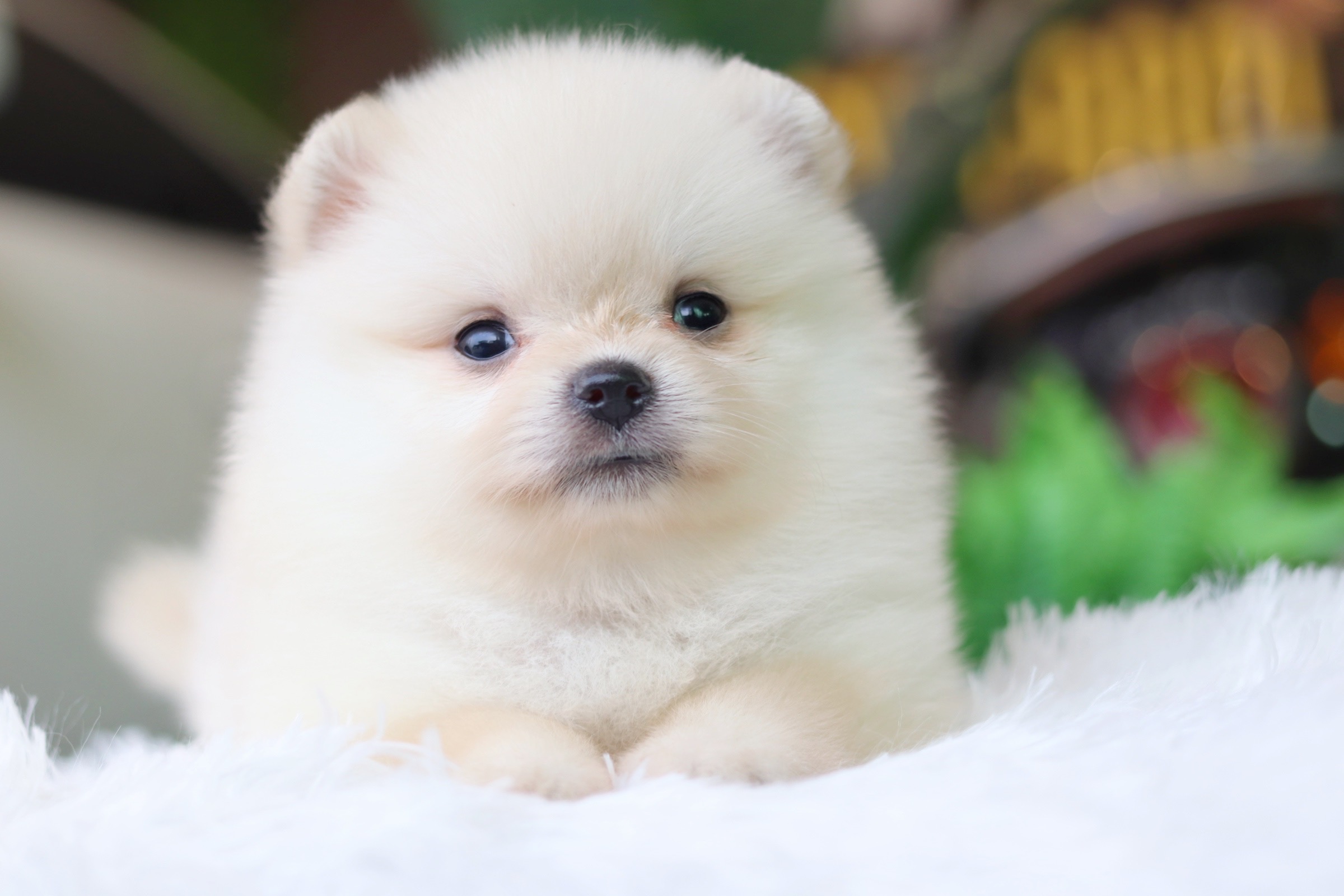 ปอมเมอเรเนียน เพศเมียขาวครีม