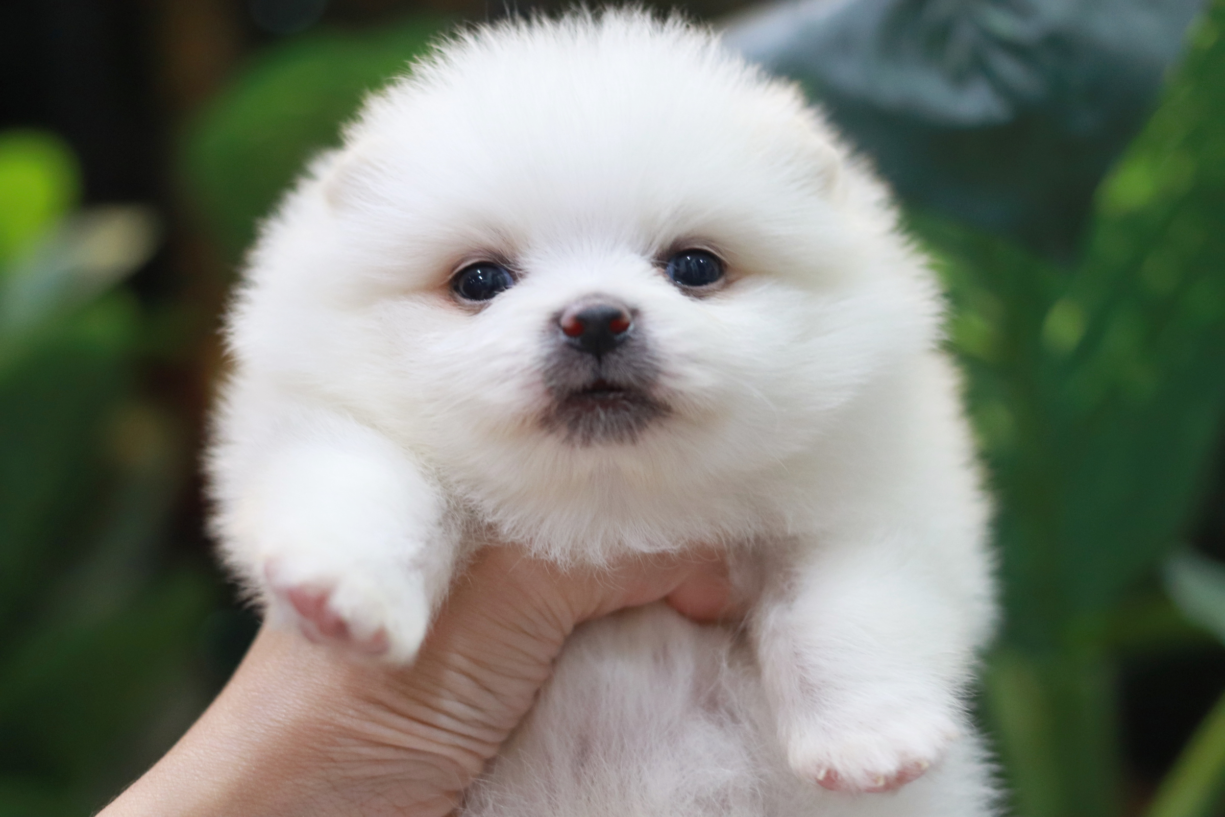 ปอมเมอเรเนียน เพศผู้ สีขาว