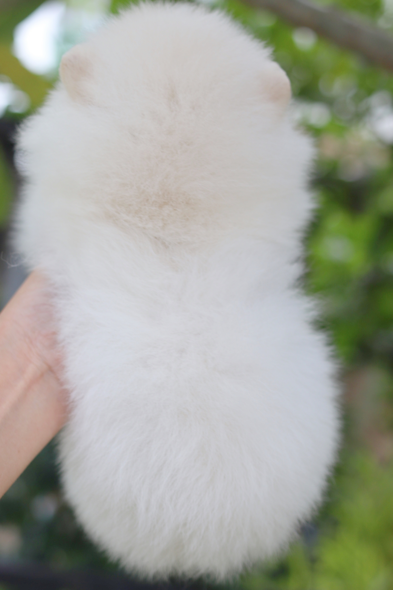 ปอมเมอเรเนียน เพศผู้สีขาวครีม