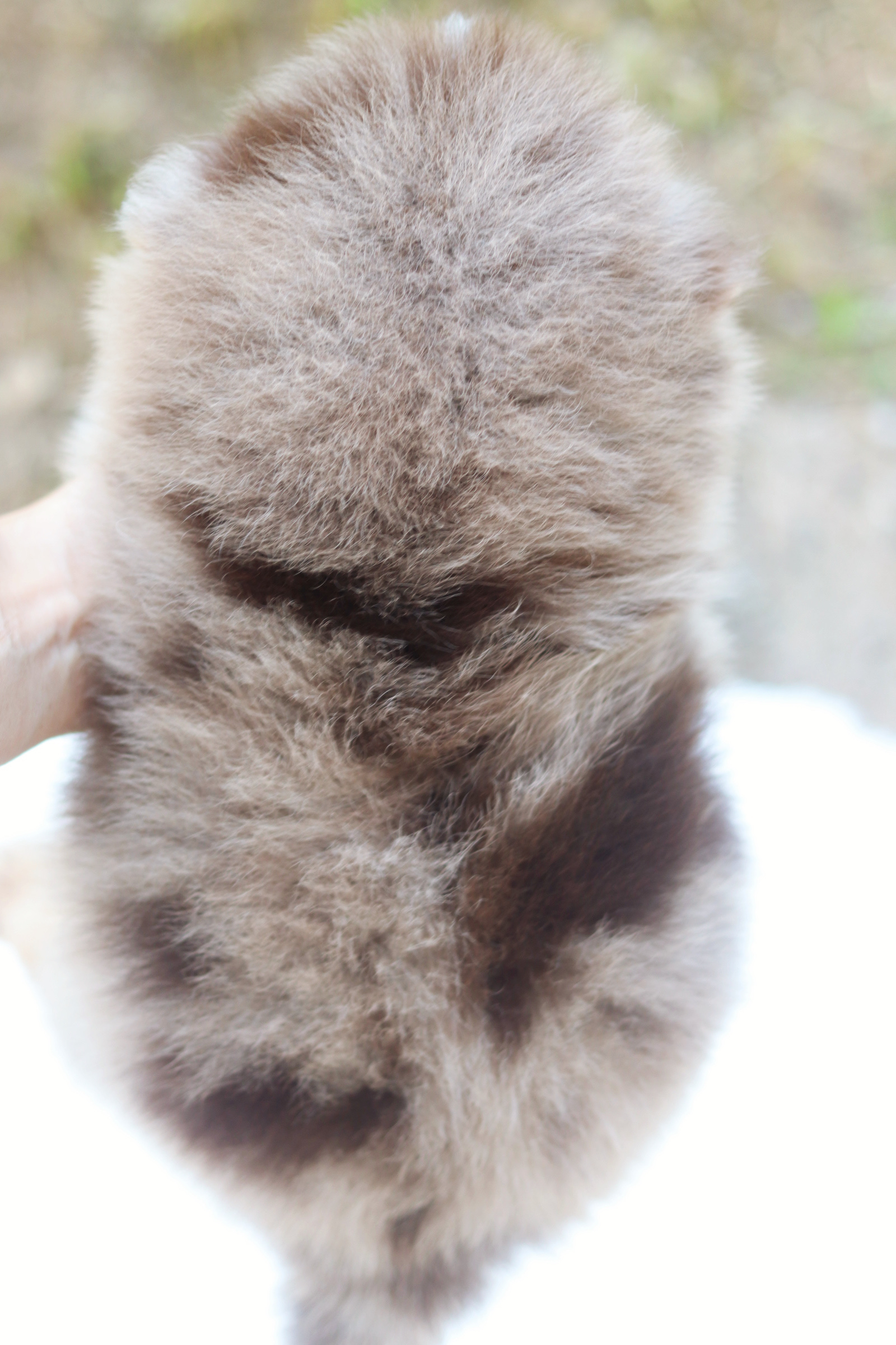 ปอมเมอเรเนียน เพศผู้ สีช็อคโกแลต&เมอร์เร่