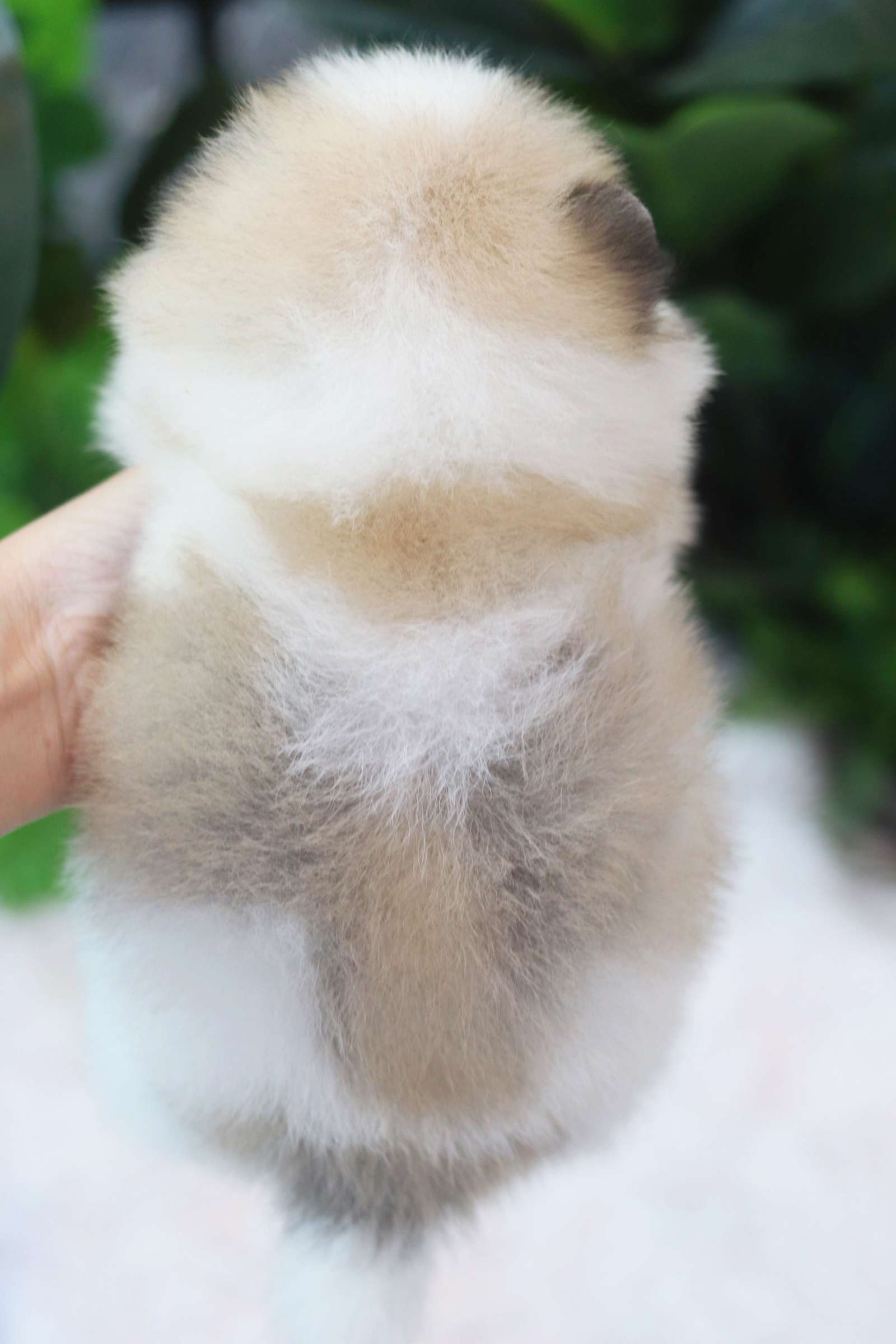 ปอมเมอเรเนียน เพศเมียสีแฟนซี