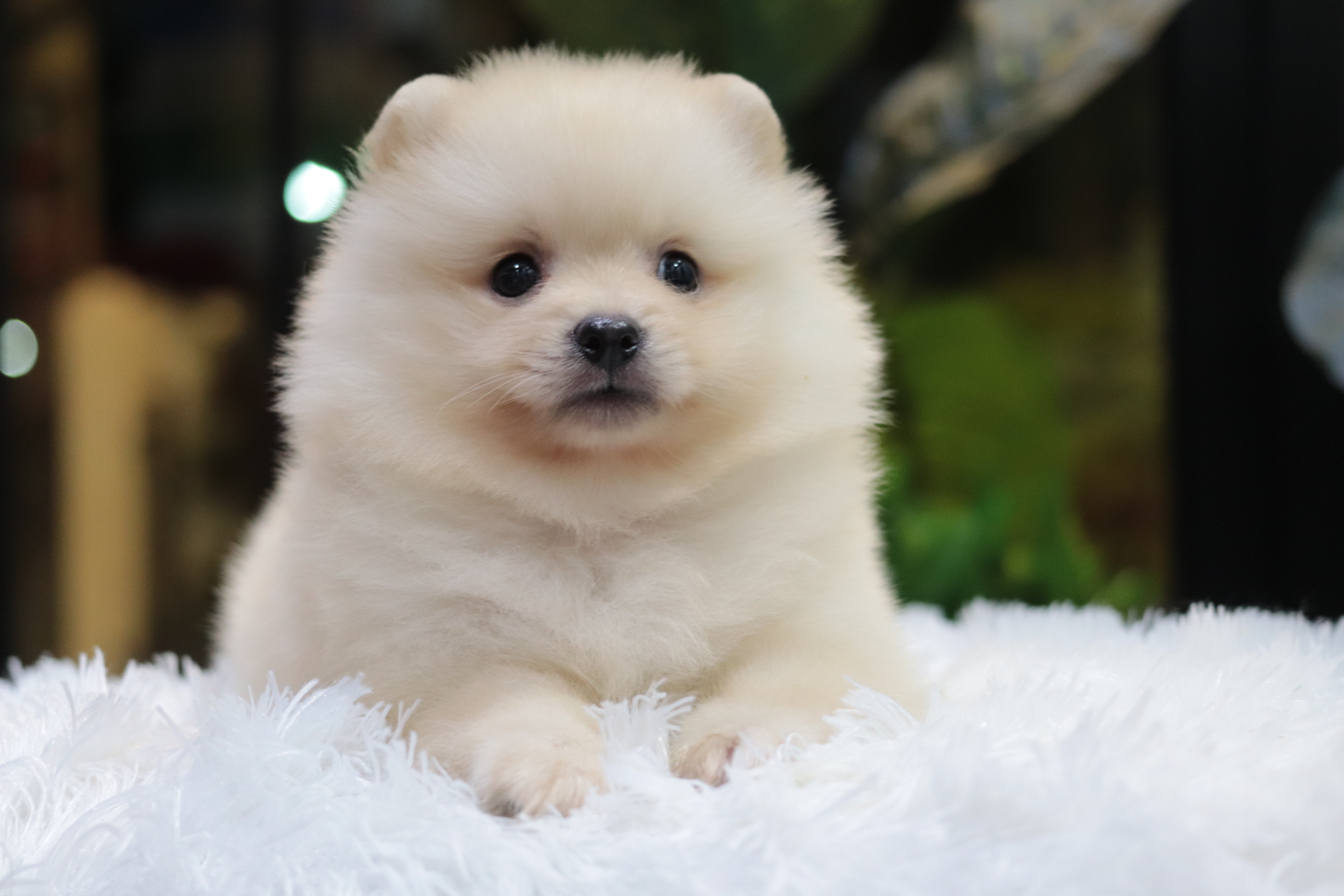 ปอมเมอเรเนียน เพศผู้ขาวครีม