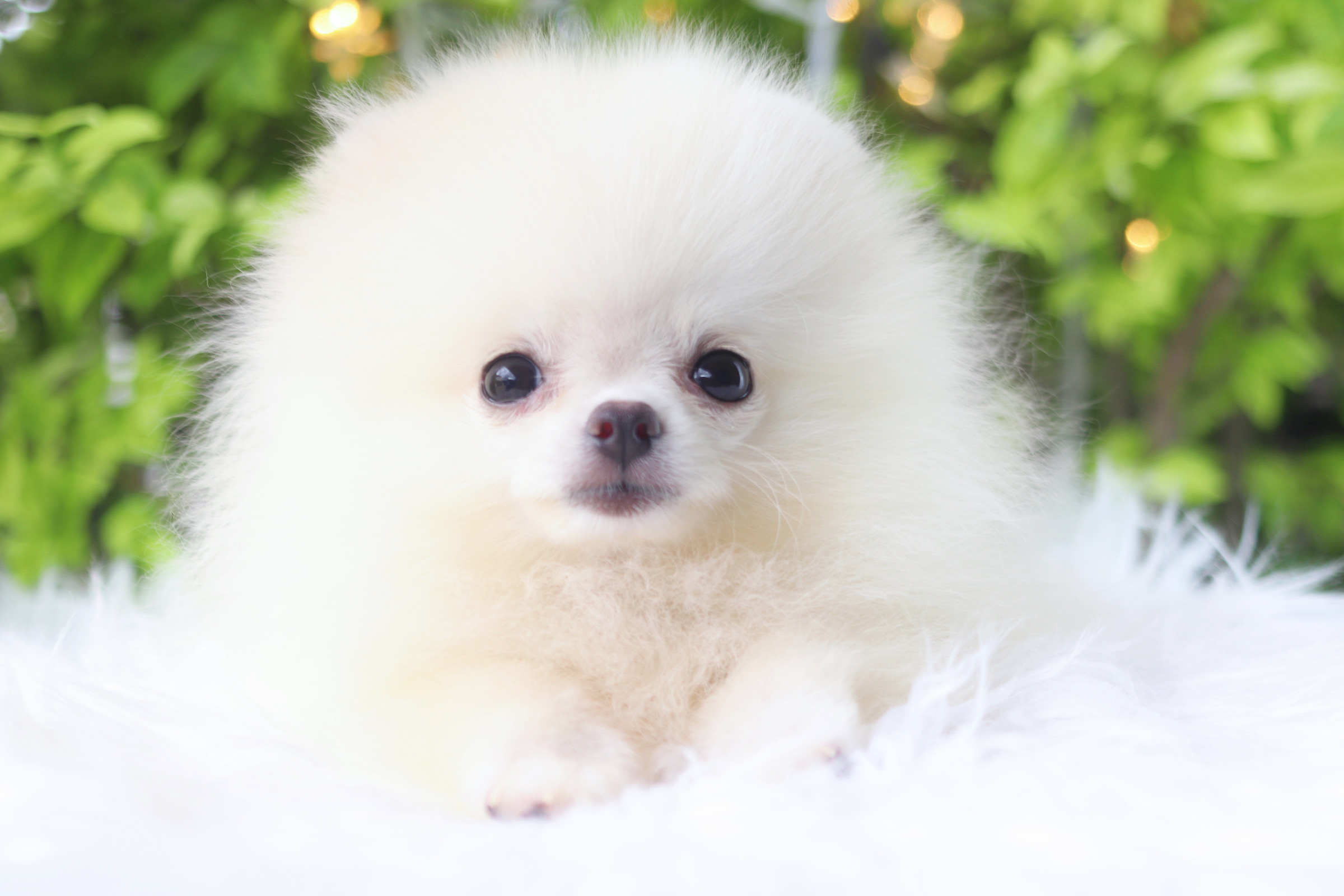 ปอมเมอเรเนียน เพศผู้ สีขาวครีม ทีคัพสามเดือน