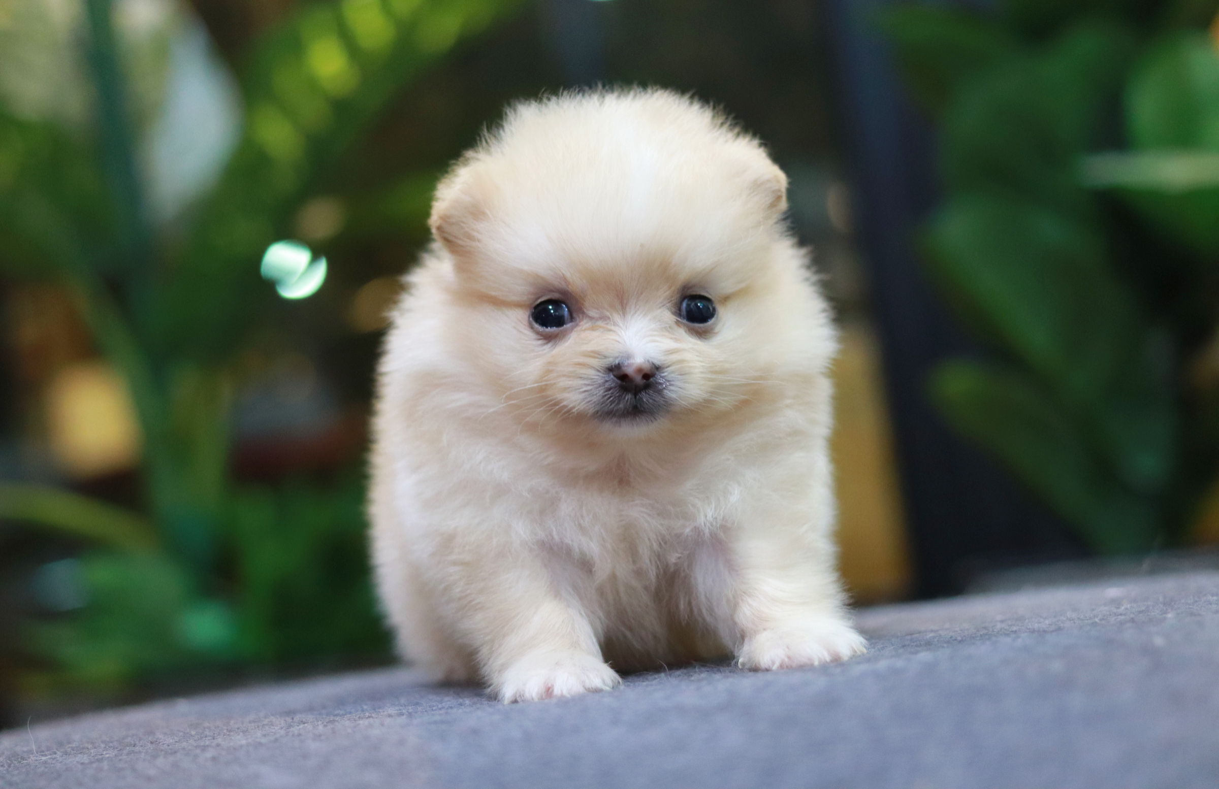 ปอมเมอเรเนียน เพศผู้