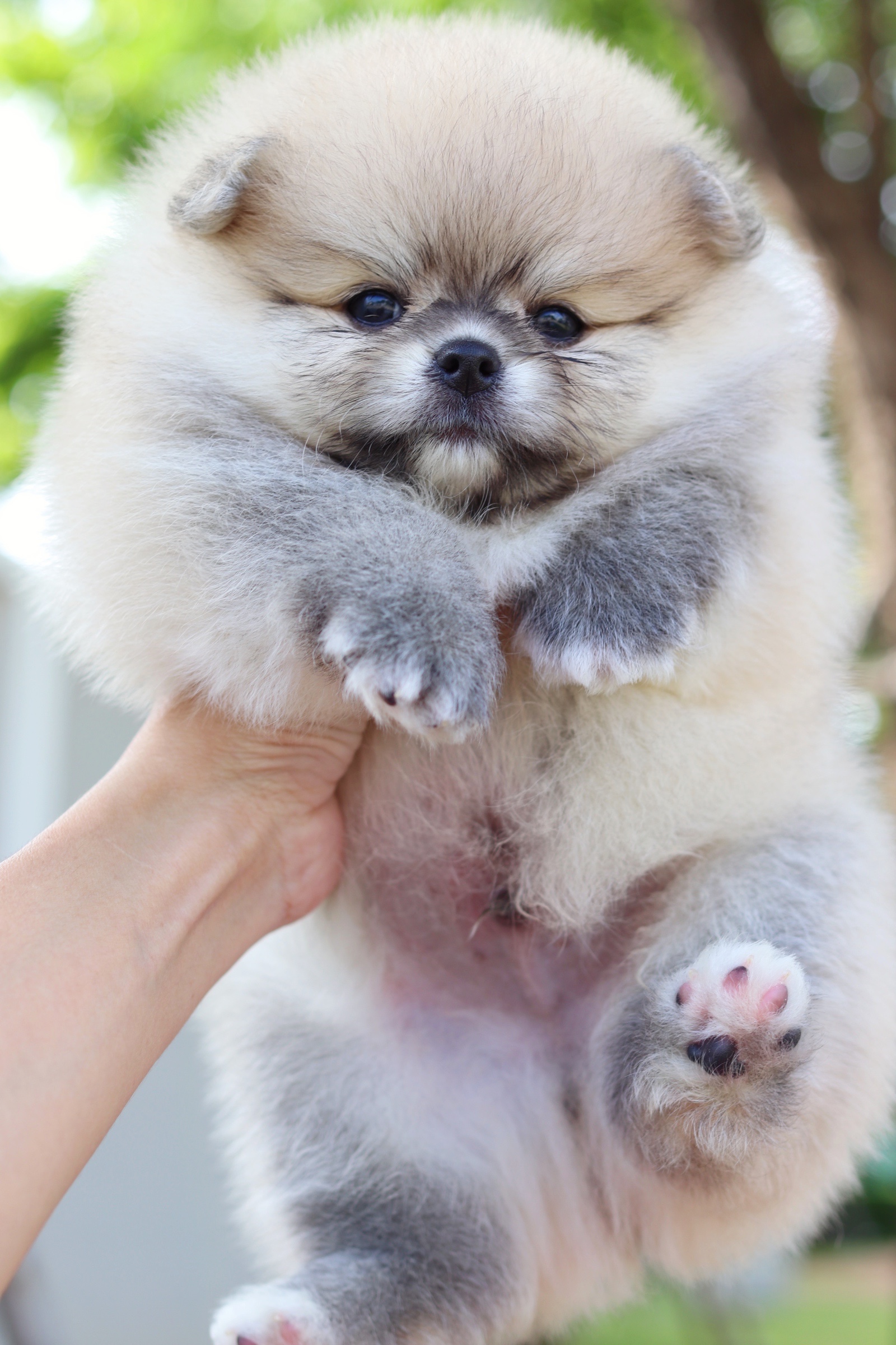 ปอมเมอเรเนียน เพศผู้ สีส้ม