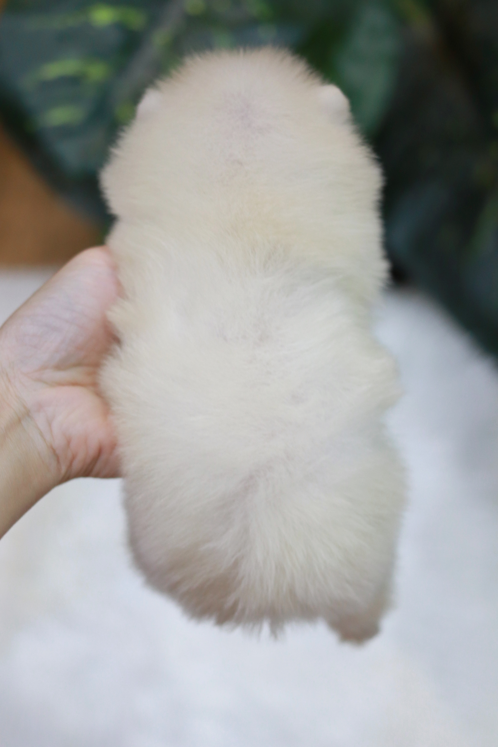 ปอมเมอเรเนียน เพศเมีย