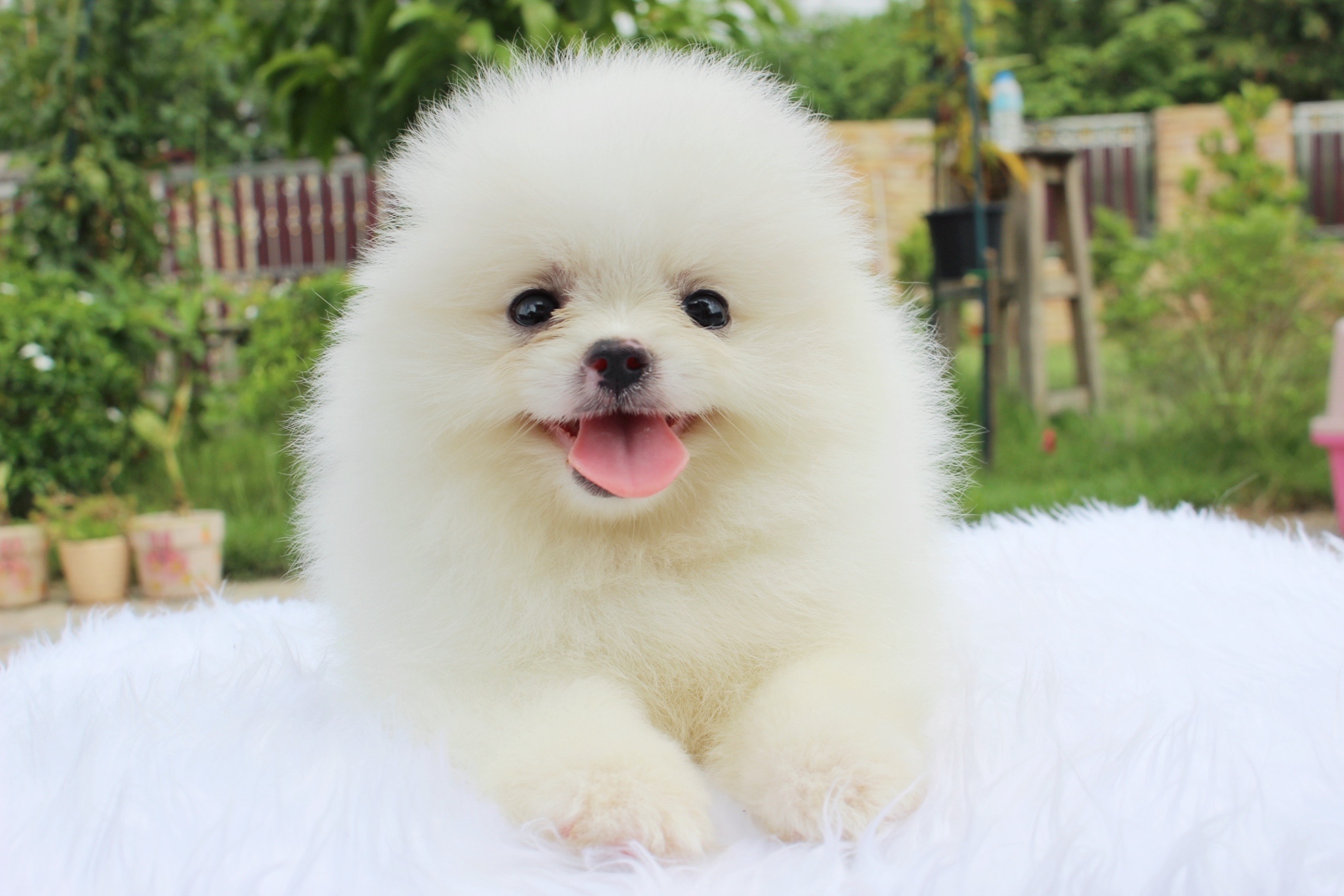 ปอมเมอเรเนียน เพศเมียขาวครีม