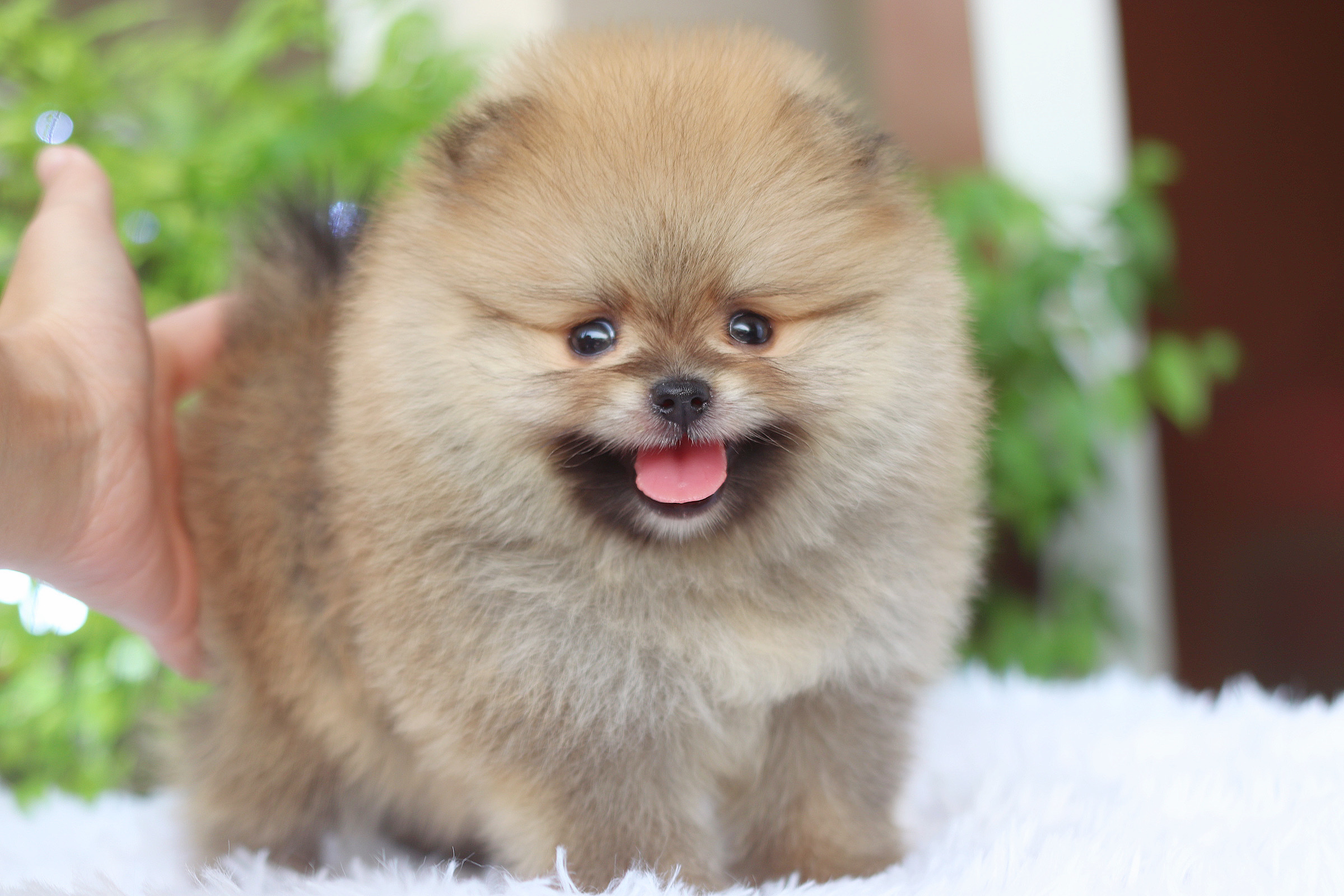 ปอมเมอเรเนียน เพศเมียสีส้ม เกรดโชว์