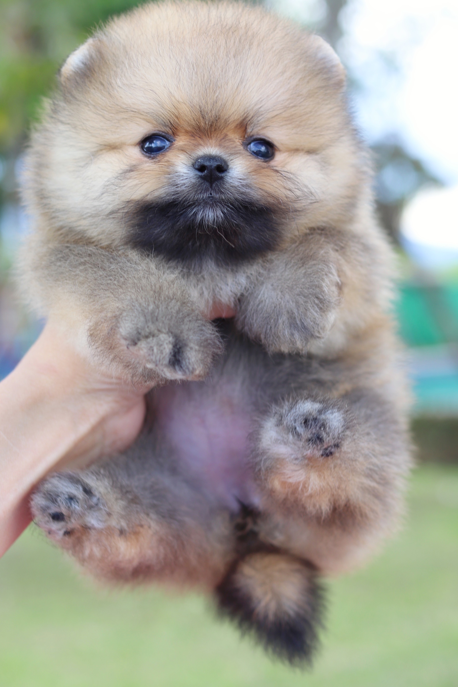 ปอมเมอเรเนียน เพศเมียสีส้มเกรดโชว์