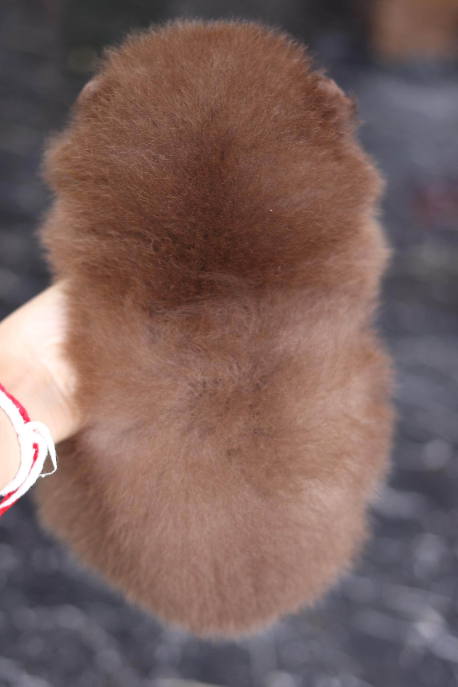 ปอมเมอเรเนียน เพศผู้สีช็อคแทน เกรดโชว์