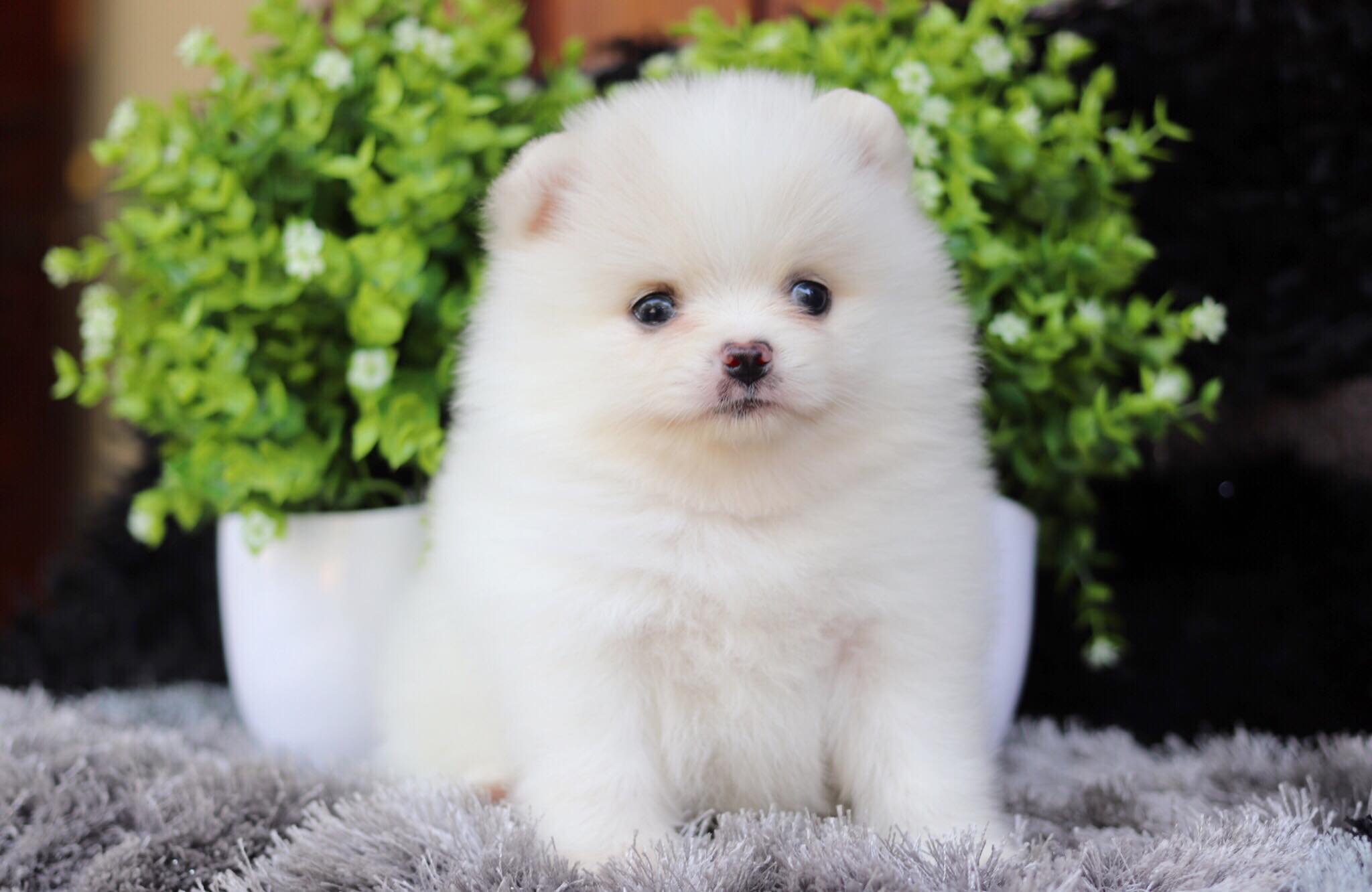 ปอมเมอเรเนียน เพศเมีย