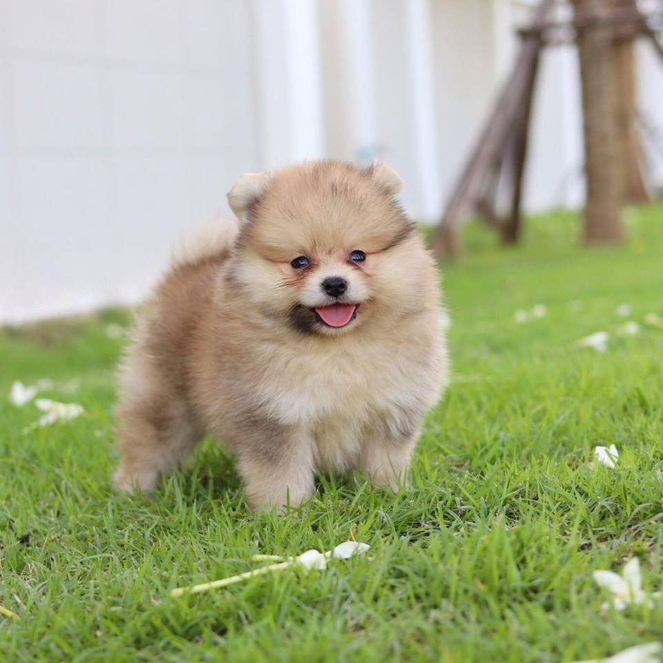 ปอมเมอเรเนียน เพศผู้