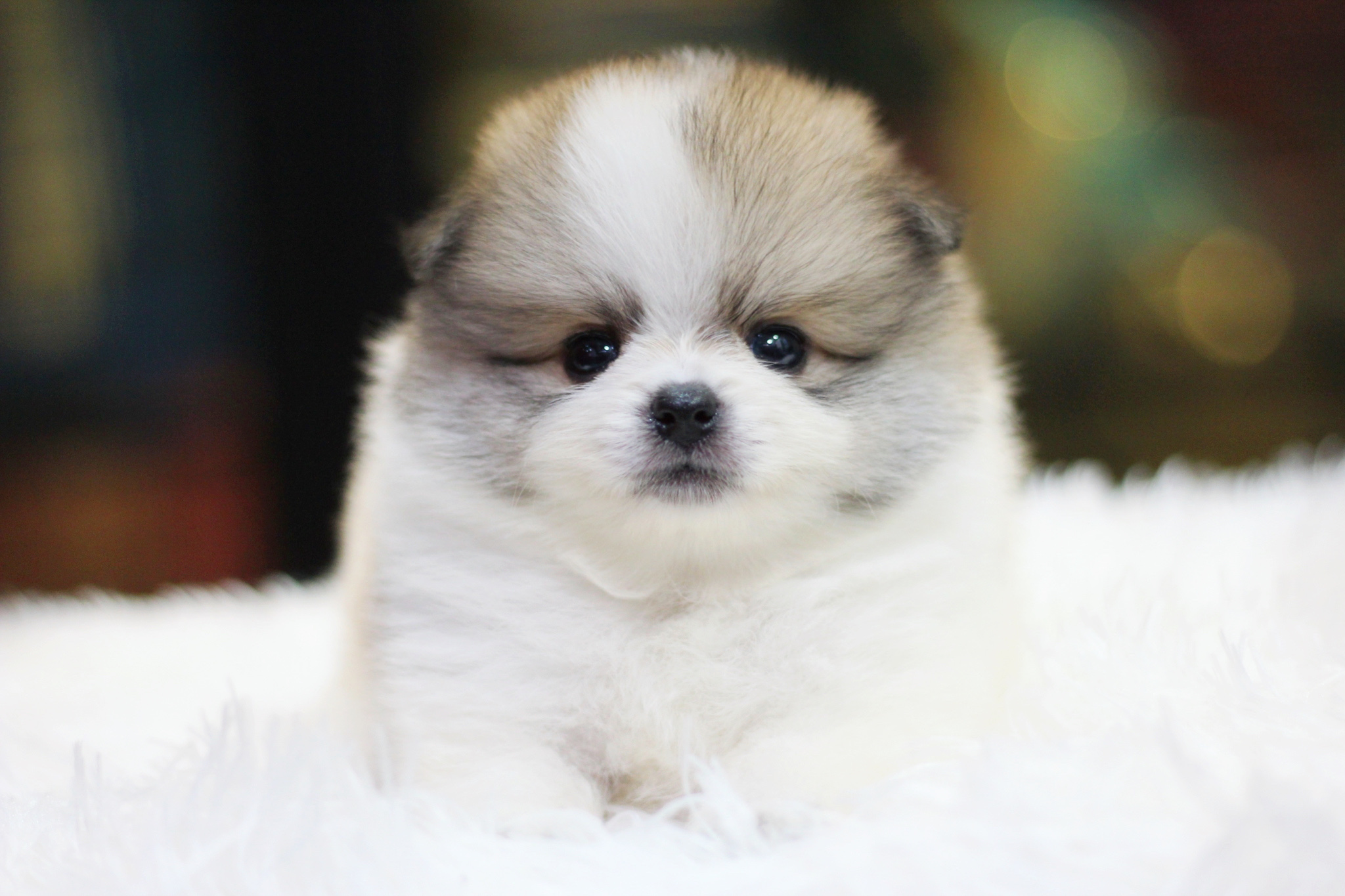 ปอมเมอเรเนียน เพศผู้ สีแฟนซี