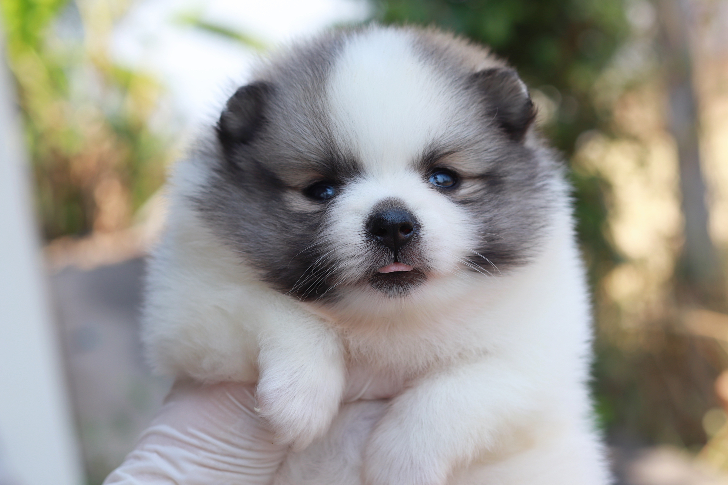 ปอมเมอเรเนียน เพศเมียแฟนซี