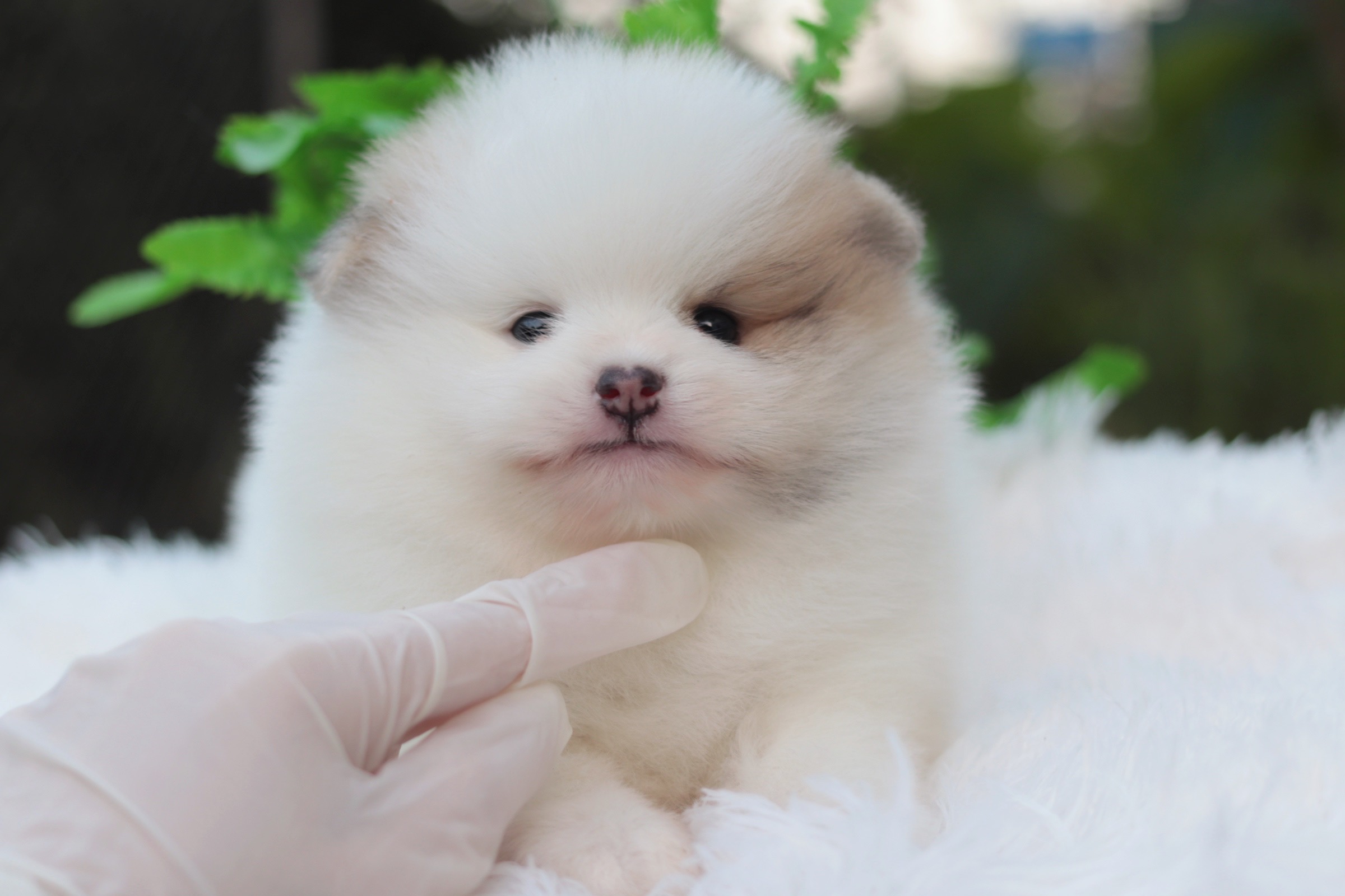 ปอมเมอเรเนียน เพศผู้ แฟนซี