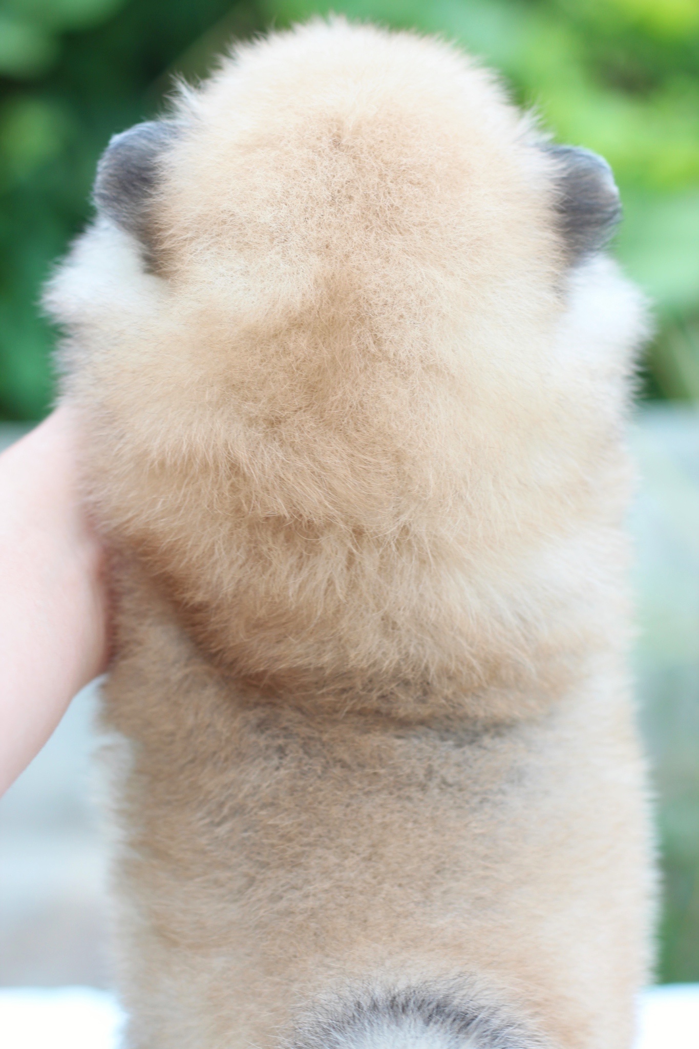 ปอมเมอเรเนียน เพศผู้ สีส้ม